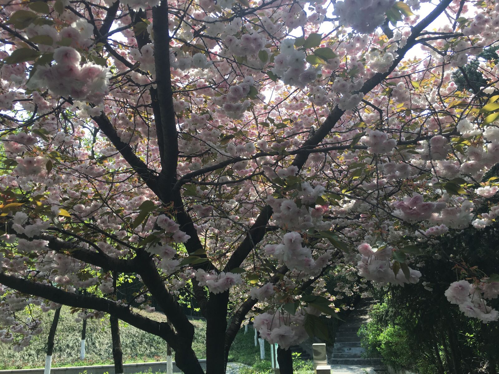 iPhone 6s Plus back camera 4.15mm f/2.2 sample photo. Cherry blossom, the scenery photography