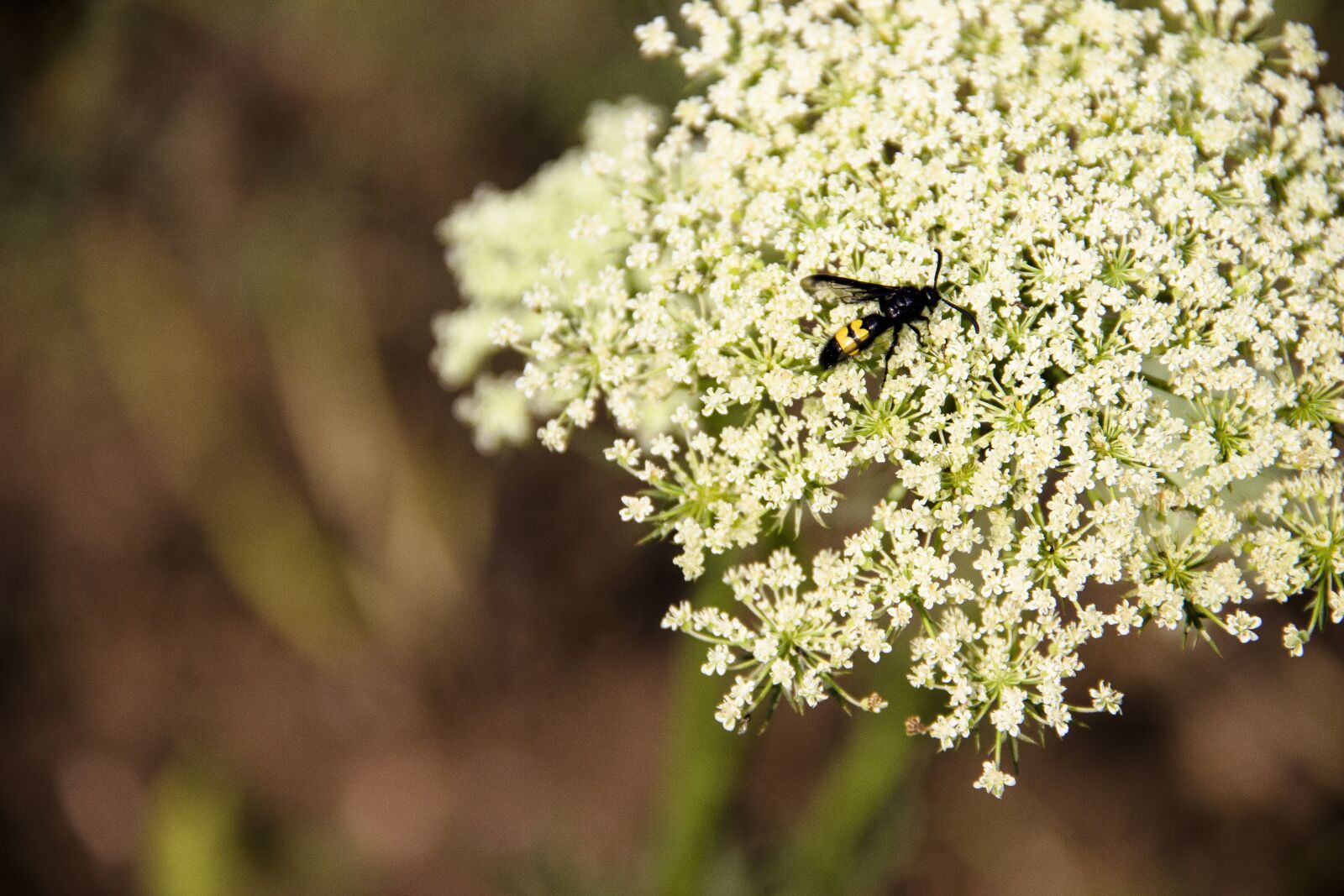 Canon EOS 650D (EOS Rebel T4i / EOS Kiss X6i) sample photo. Flowers, insect, nature photography