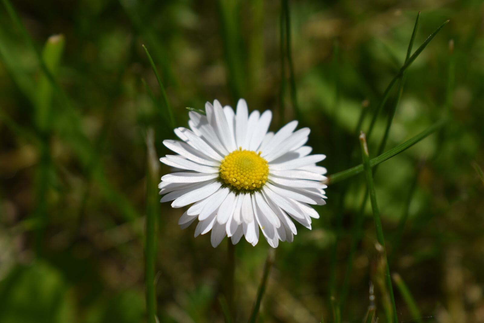 Nikon D3500 sample photo. Nature, flower, spring photography