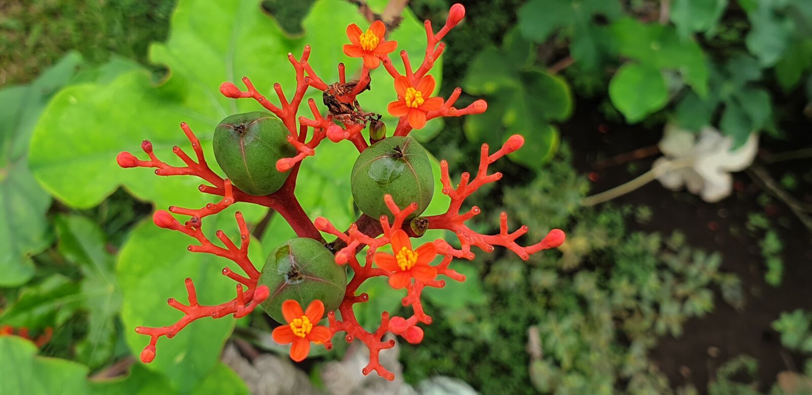 Samsung Galaxy Note9 sample photo. Red, with middle green photography