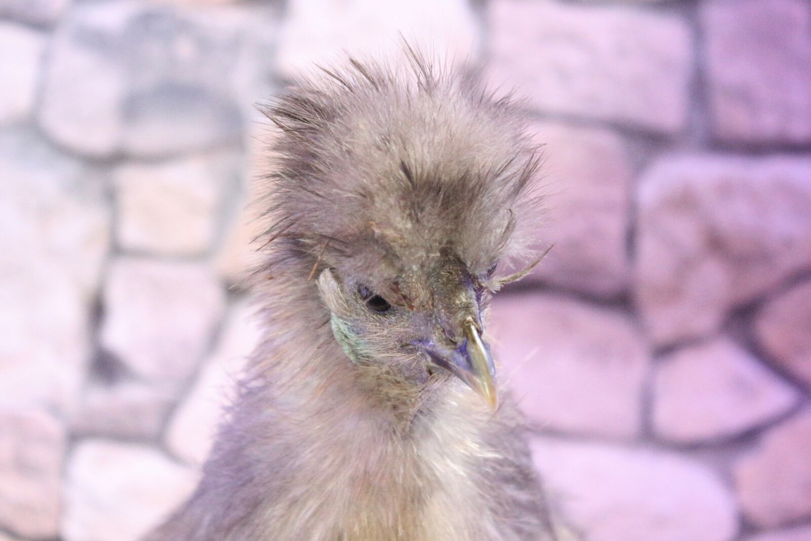 Canon EF-S 18-55mm F3.5-5.6 IS sample photo. Chicken, feather, close photography