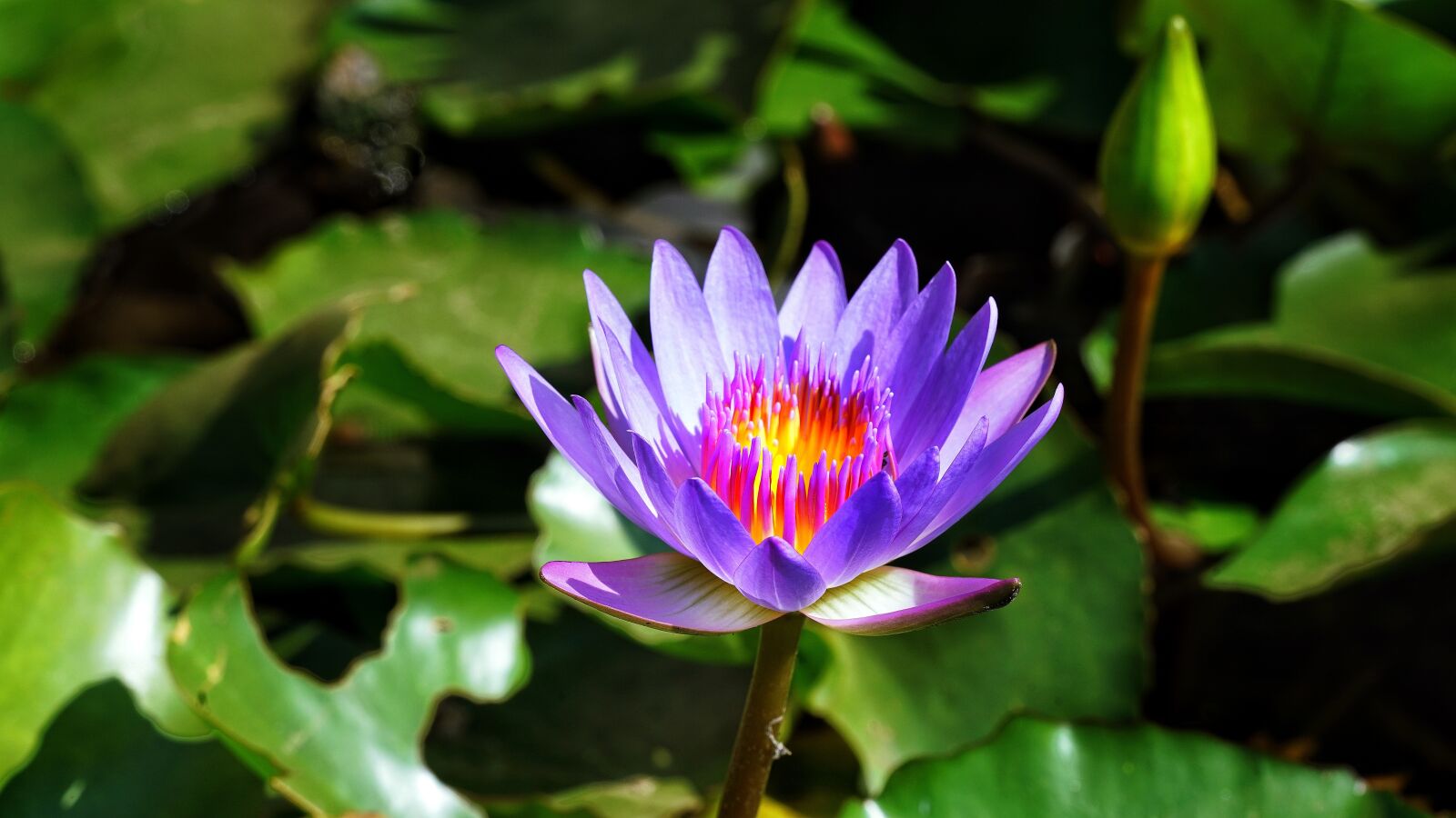 Sony a7R II + Sony FE 70-300mm F4.5-5.6 G OSS sample photo. Water, lily, nature photography