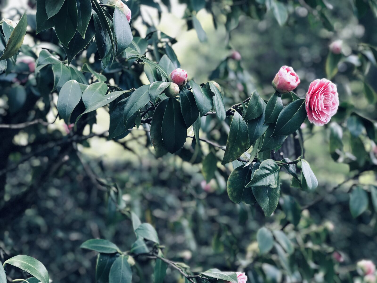 iPhone 7 Plus back dual camera 6.6mm f/2.8 sample photo. Pink, garden, green photography