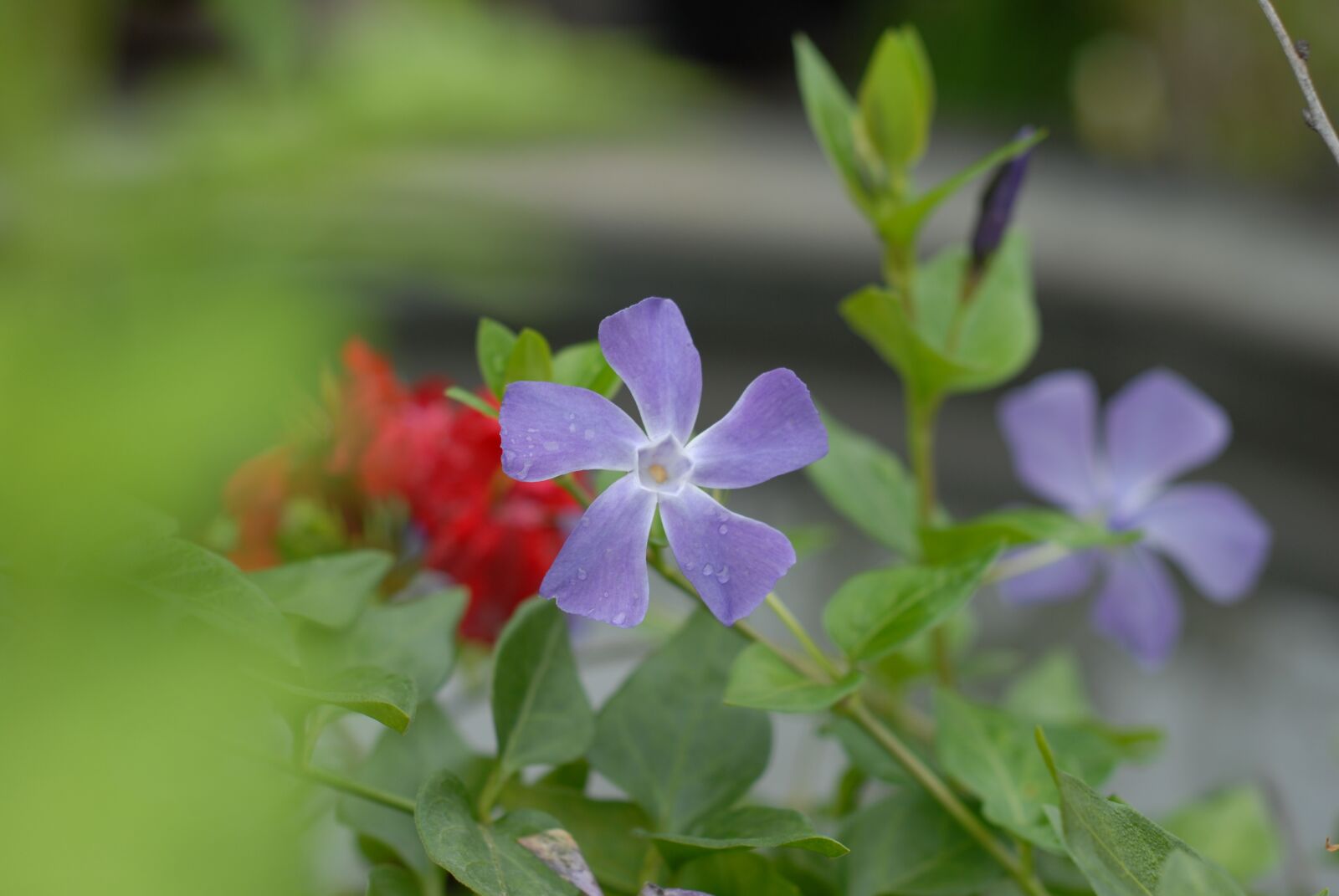 Nikon D200 sample photo. Purple flower, flowers, spring photography