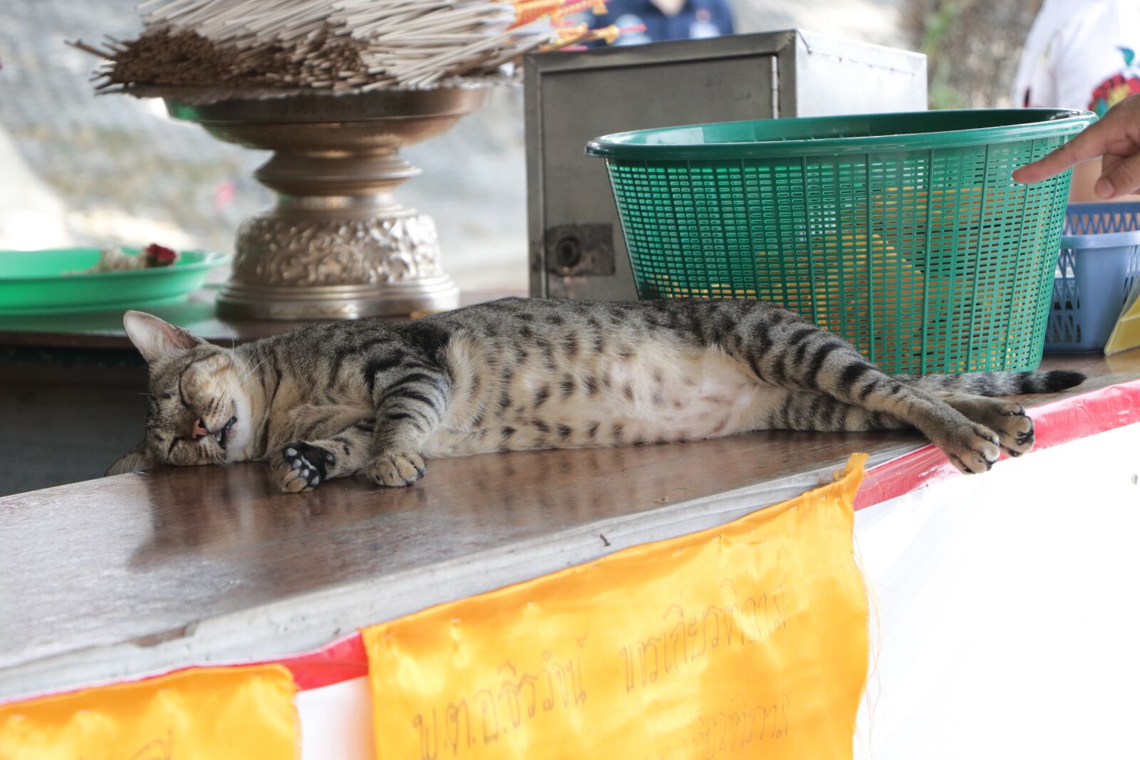 Canon EOS 750D (EOS Rebel T6i / EOS Kiss X8i) sample photo. Cat, watkhunin, angthong photography