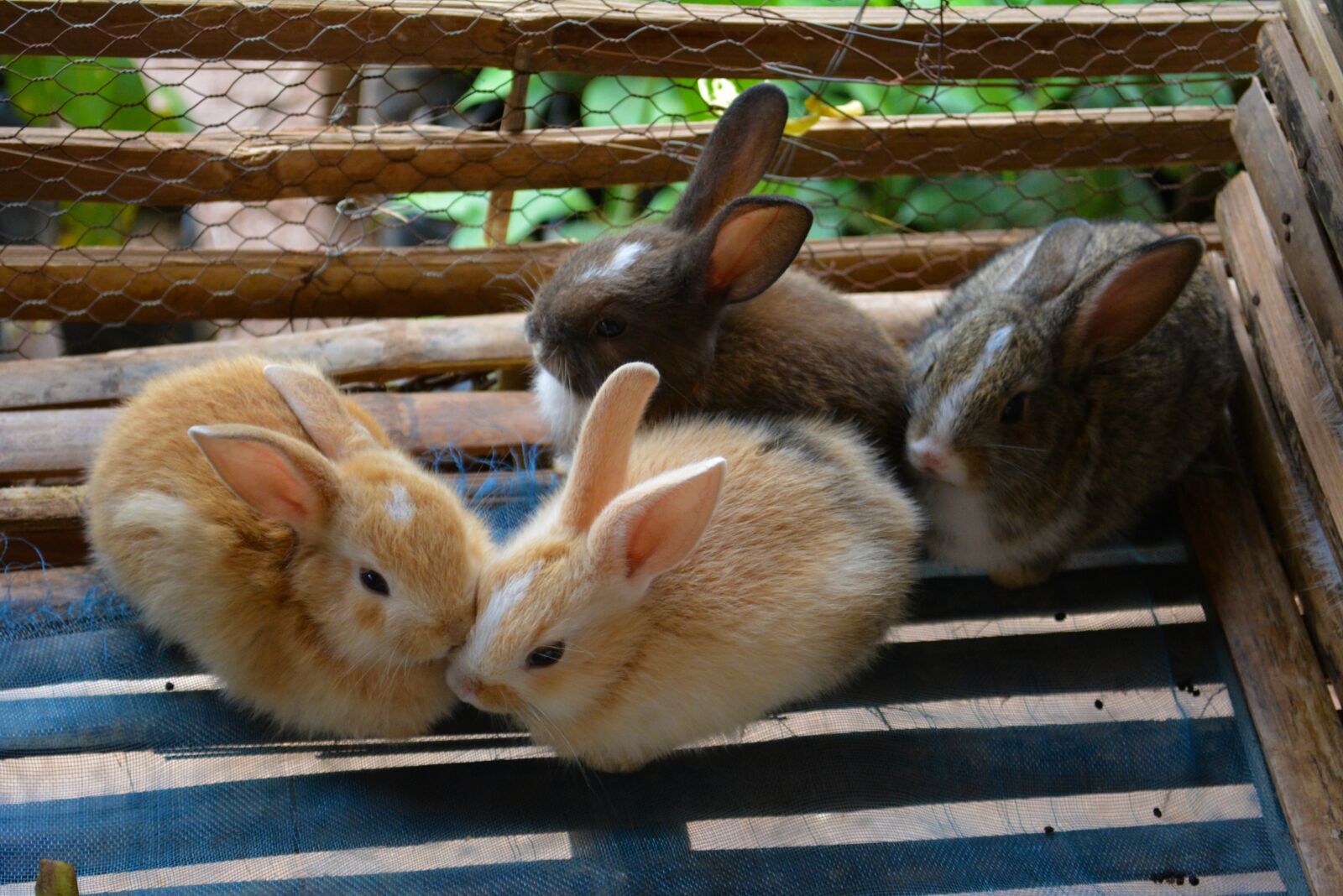 Nikon D5200 sample photo. Rabbit, cage, animal photography