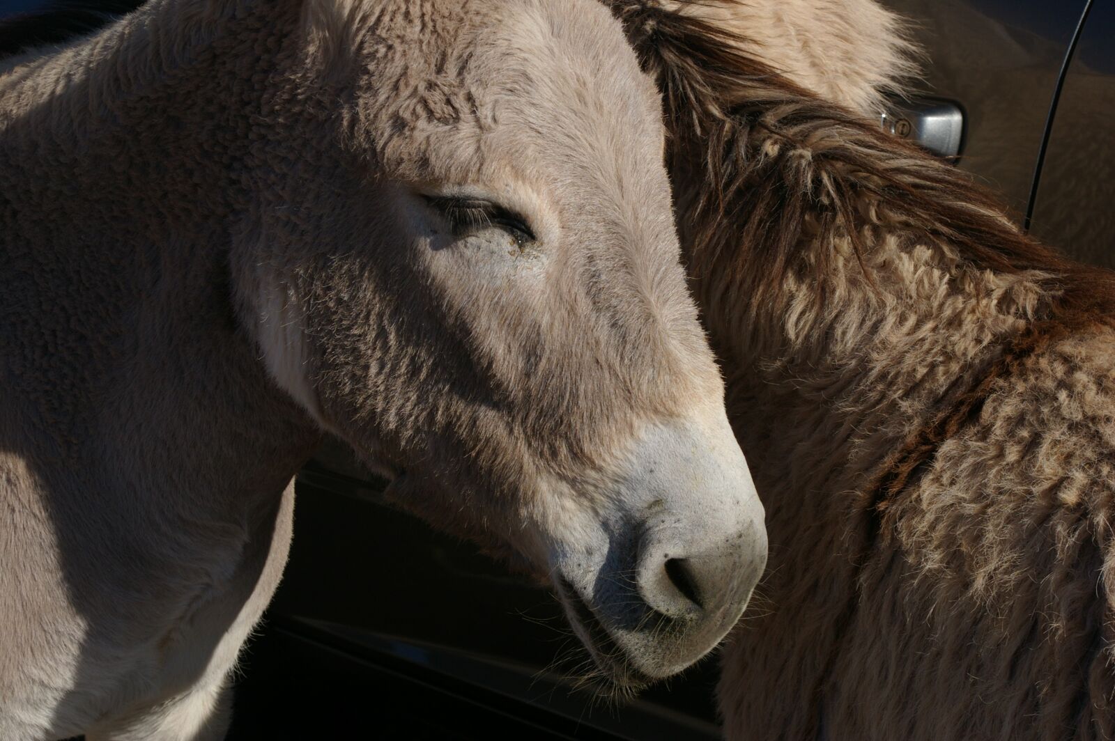 Pentax K100D Super sample photo. Donkey, burro, wild photography