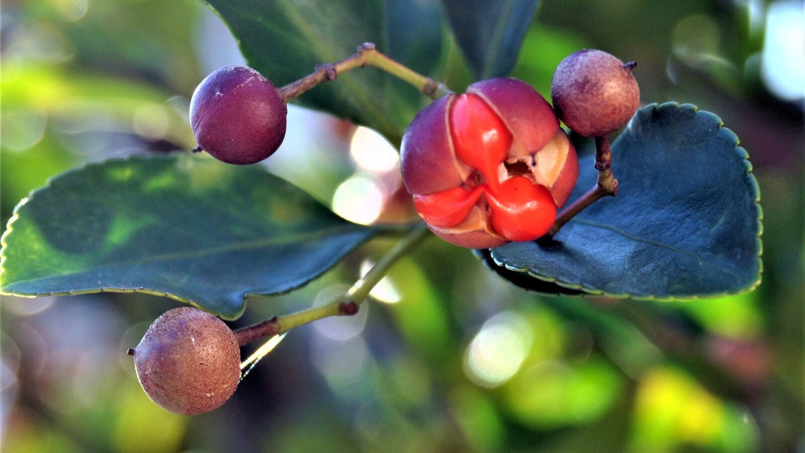 Nikon D90 sample photo. Natural, plant, wood photography