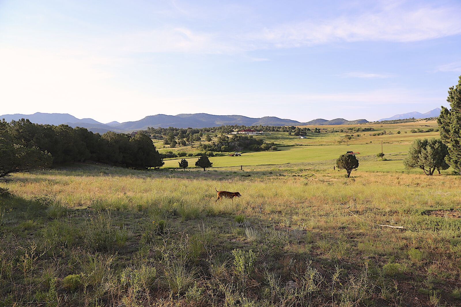 Canon EOS 6D + Canon EF 24-105mm F4L IS USM sample photo. Colorado, countryside, vizsla photography