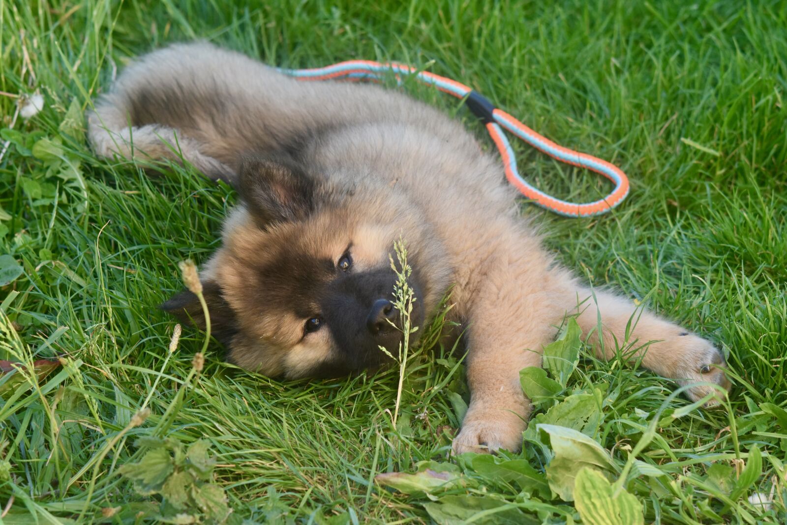 Nikon D5600 sample photo. Dog, dog playing with photography