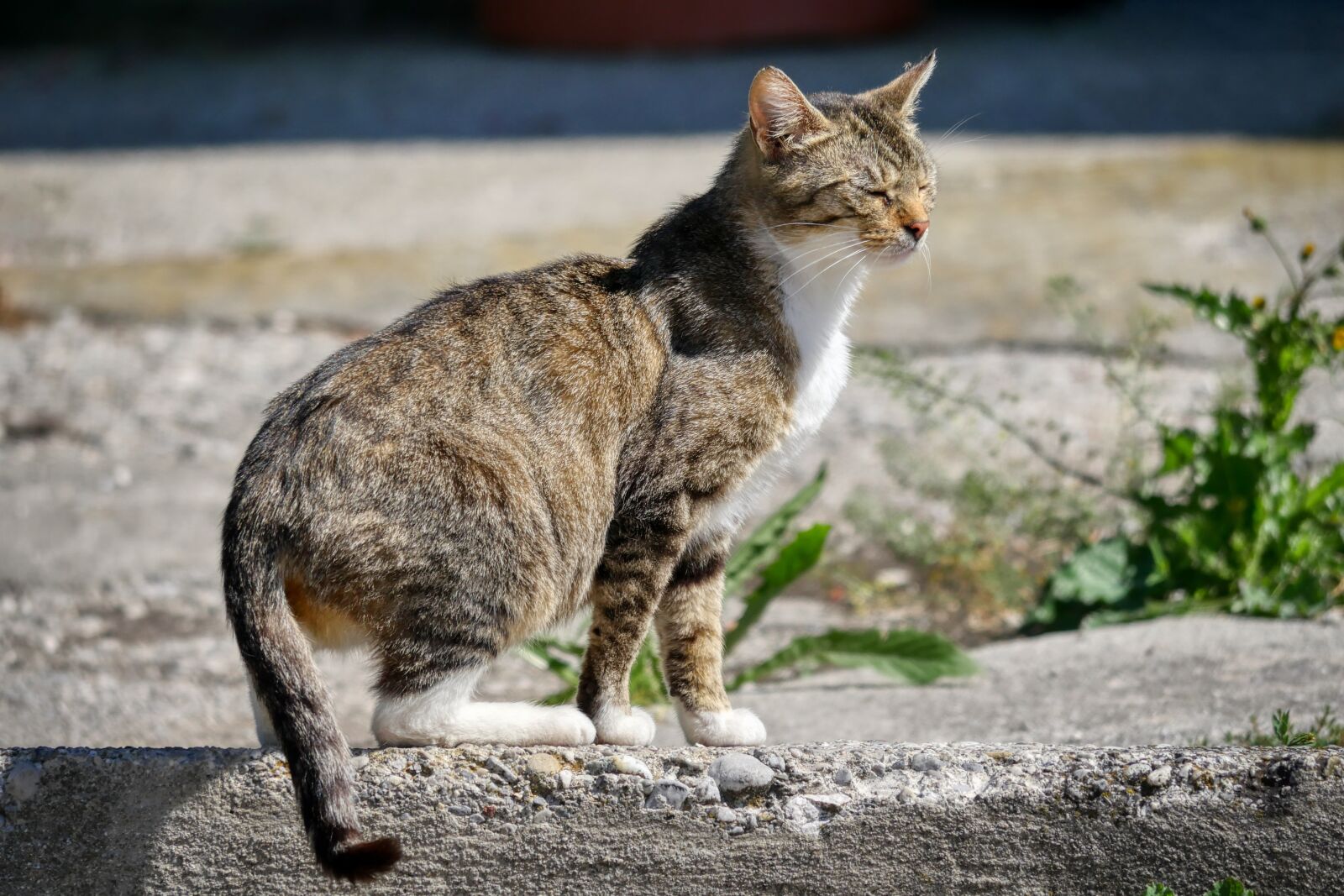 Panasonic Lumix DMC-GX8 sample photo. Cat, animal, pet photography