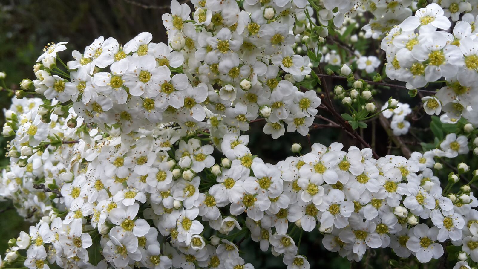 Samsung Galaxy S5 Mini sample photo. Flowers, spring, close up photography