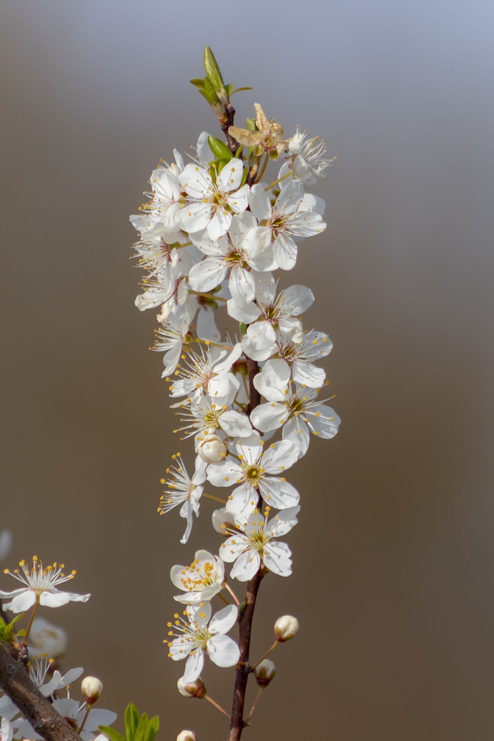 Canon EF75-300mm f/4-5.6 sample photo. Plum, flower, bough photography