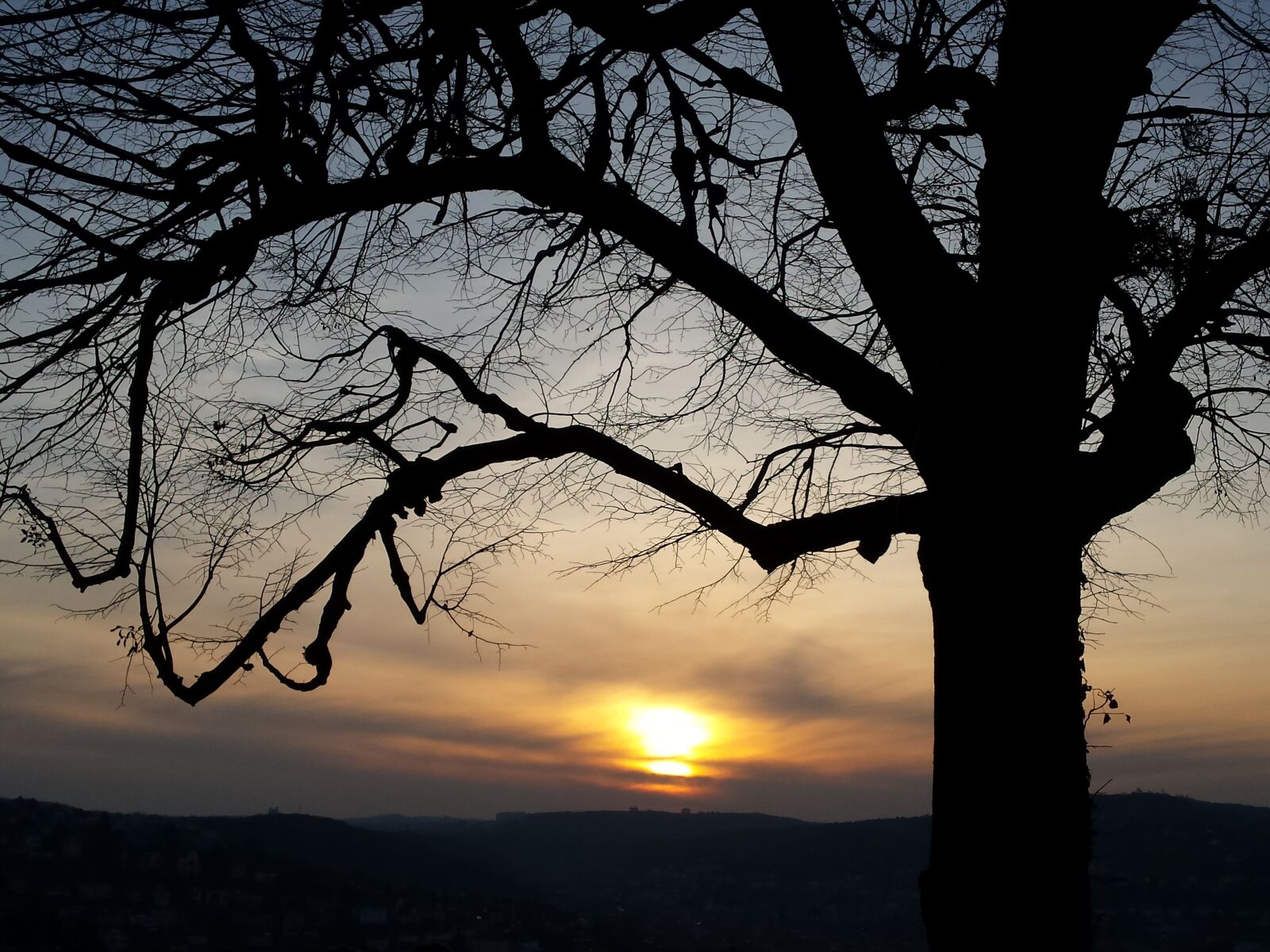 Samsung Galaxy S4 sample photo. Tree, sunset, evening photography