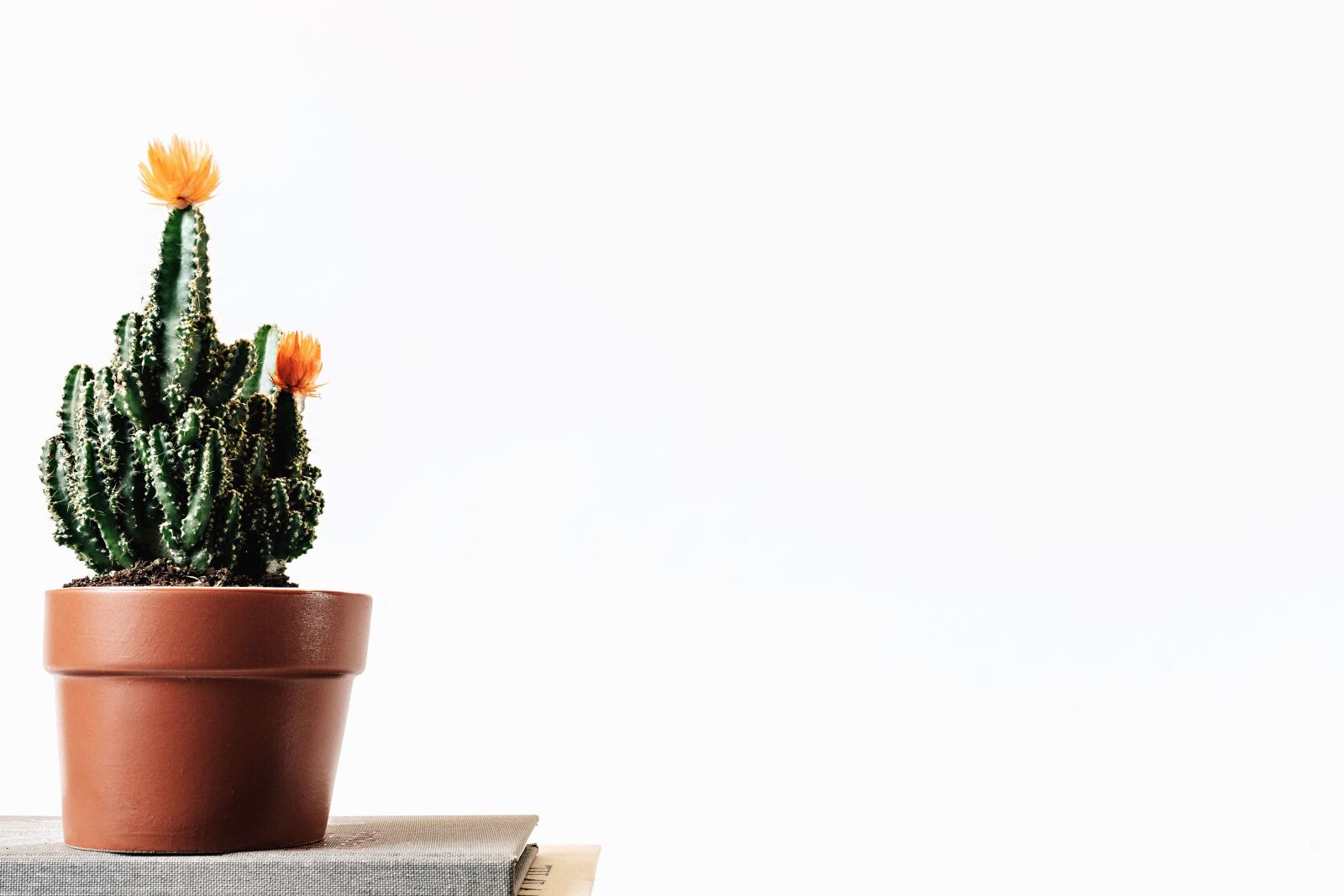 Sony a7 II + Sony FE 28-70mm F3.5-5.6 OSS sample photo. Flower pot, book, botanical photography