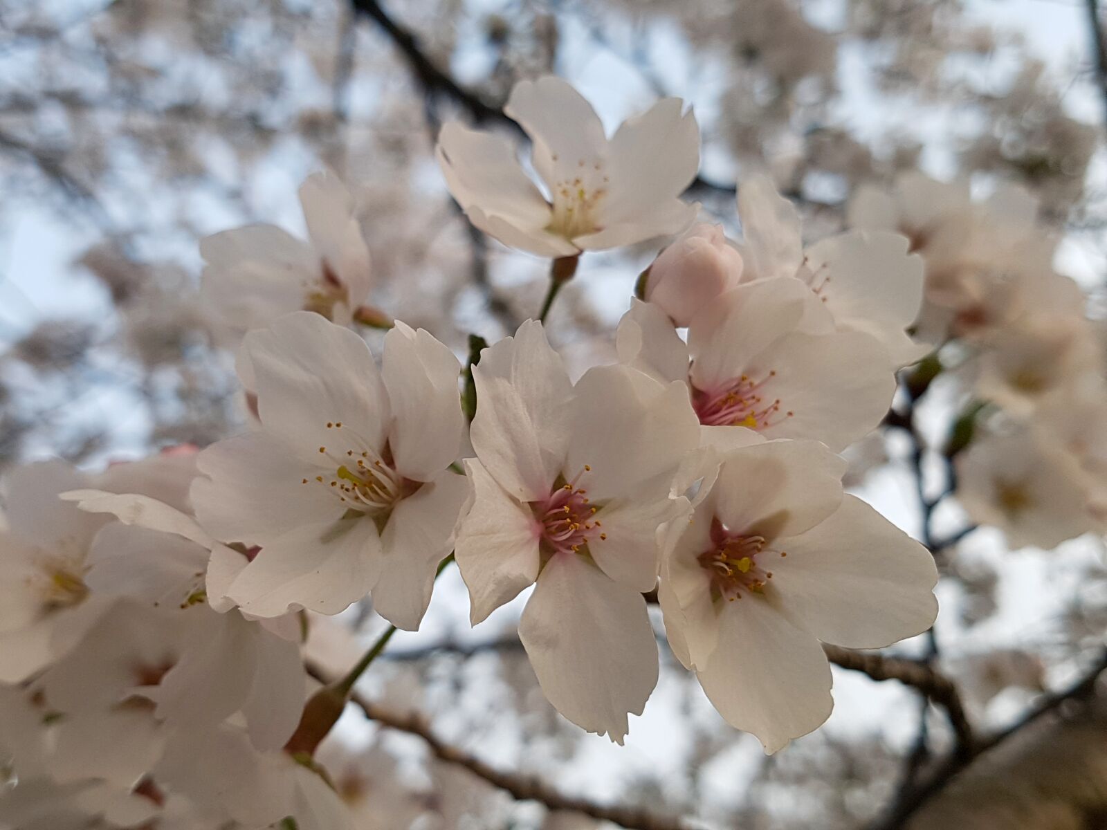 Samsung Galaxy S7 Edge sample photo. Cherry blossom, cherry tree photography