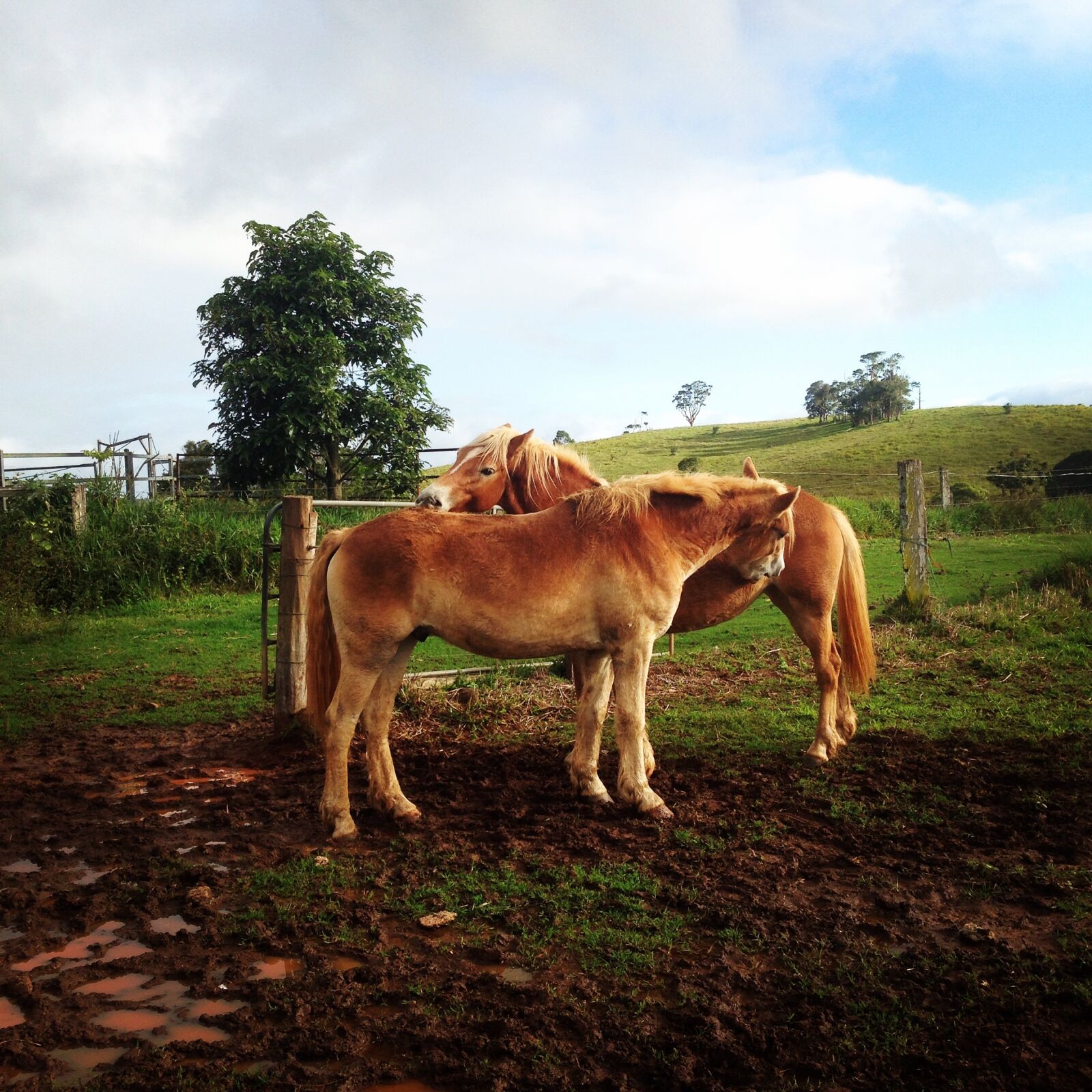 iPhone 5 back camera 4.12mm f/2.4 sample photo. Horses, paddock, field photography