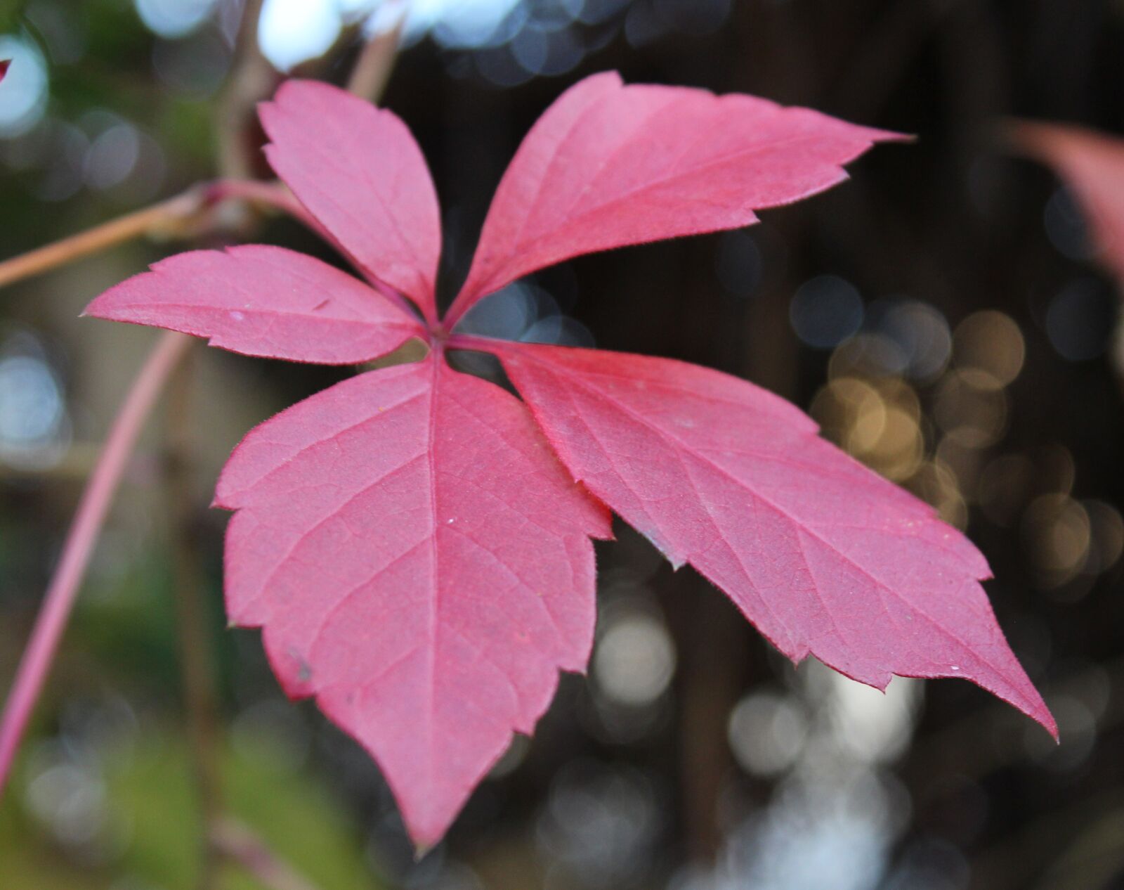 Canon EOS 650D (EOS Rebel T4i / EOS Kiss X6i) sample photo. Leaves, red, wild photography