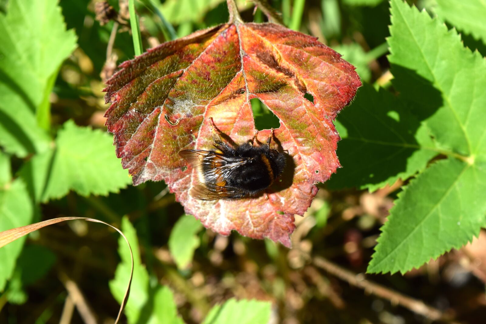 Nikon D3300 sample photo. Hummel, insect, leaf photography