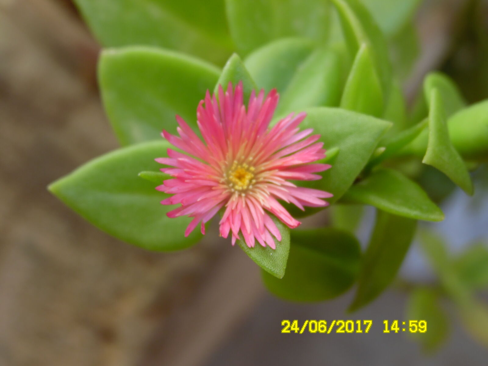 Samsung WB1100F/WB1101F/WB1102F sample photo