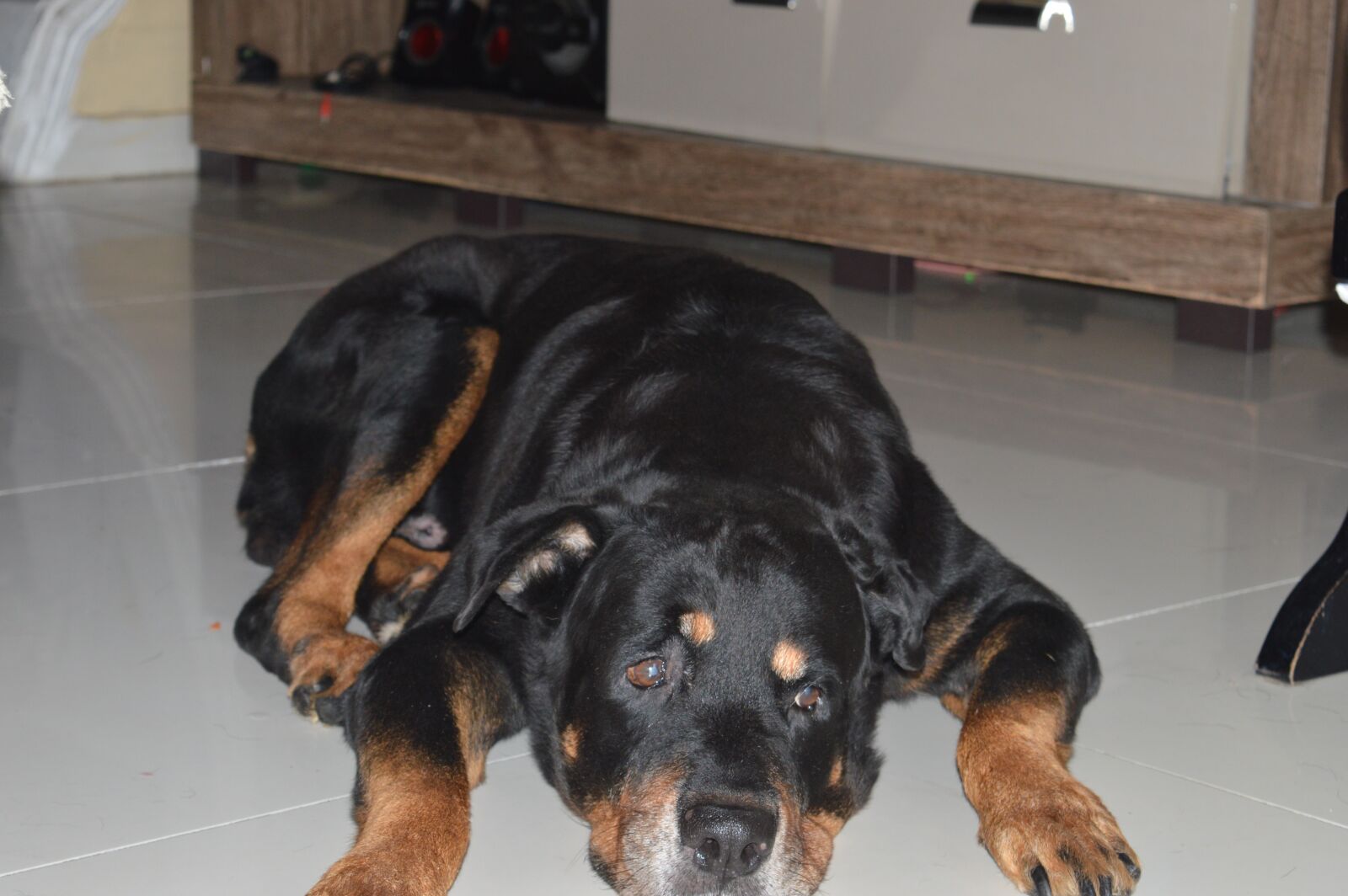 Nikon D3200 sample photo. Dog, old, lying down photography