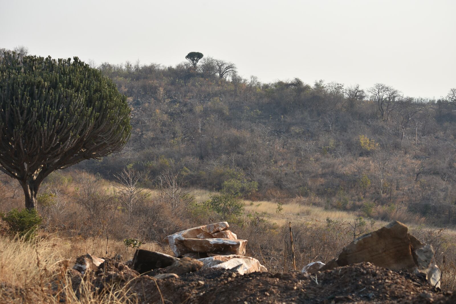 Nikon D7200 sample photo. Landscape, trees, mo photography