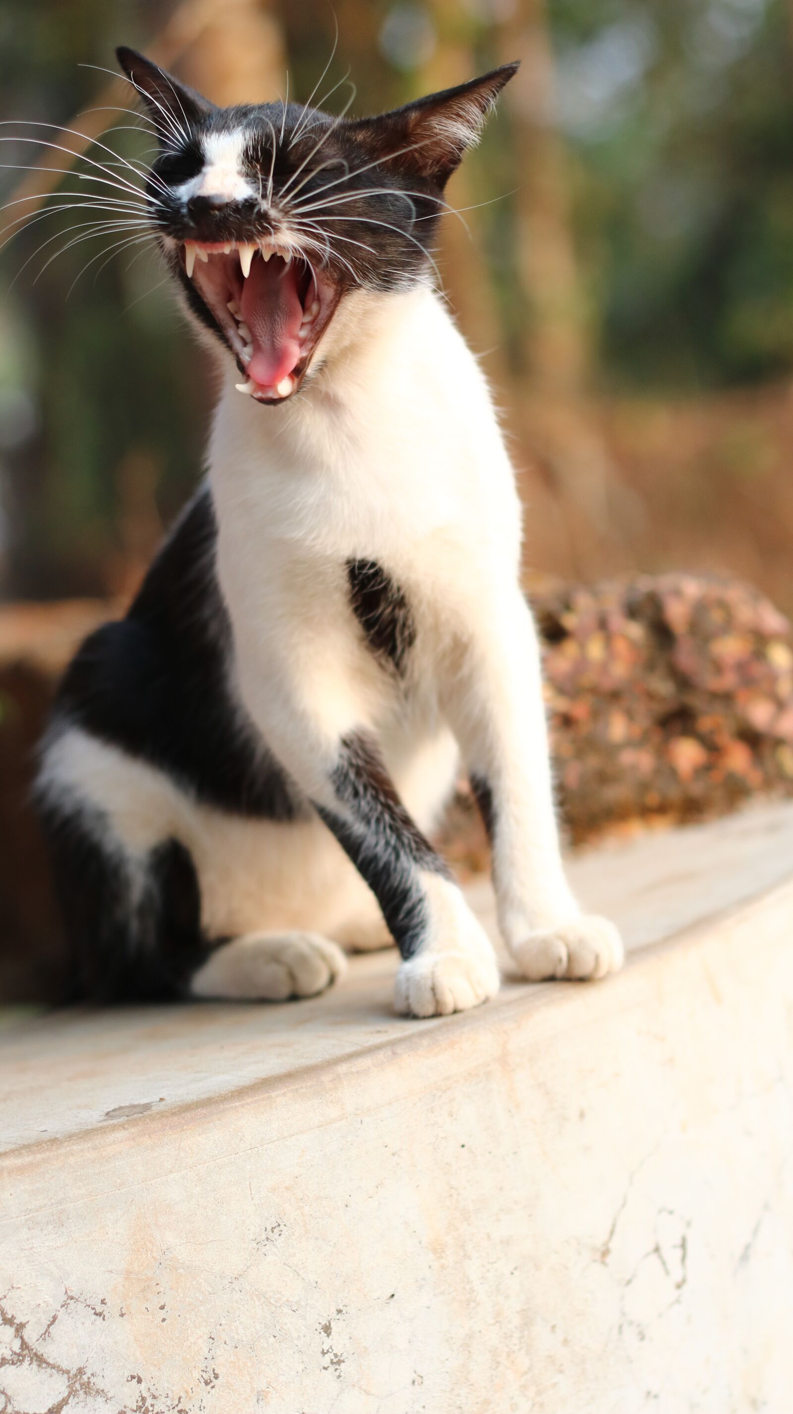 Canon EF 50mm F1.8 II sample photo. Cat, kitten, portrait photography