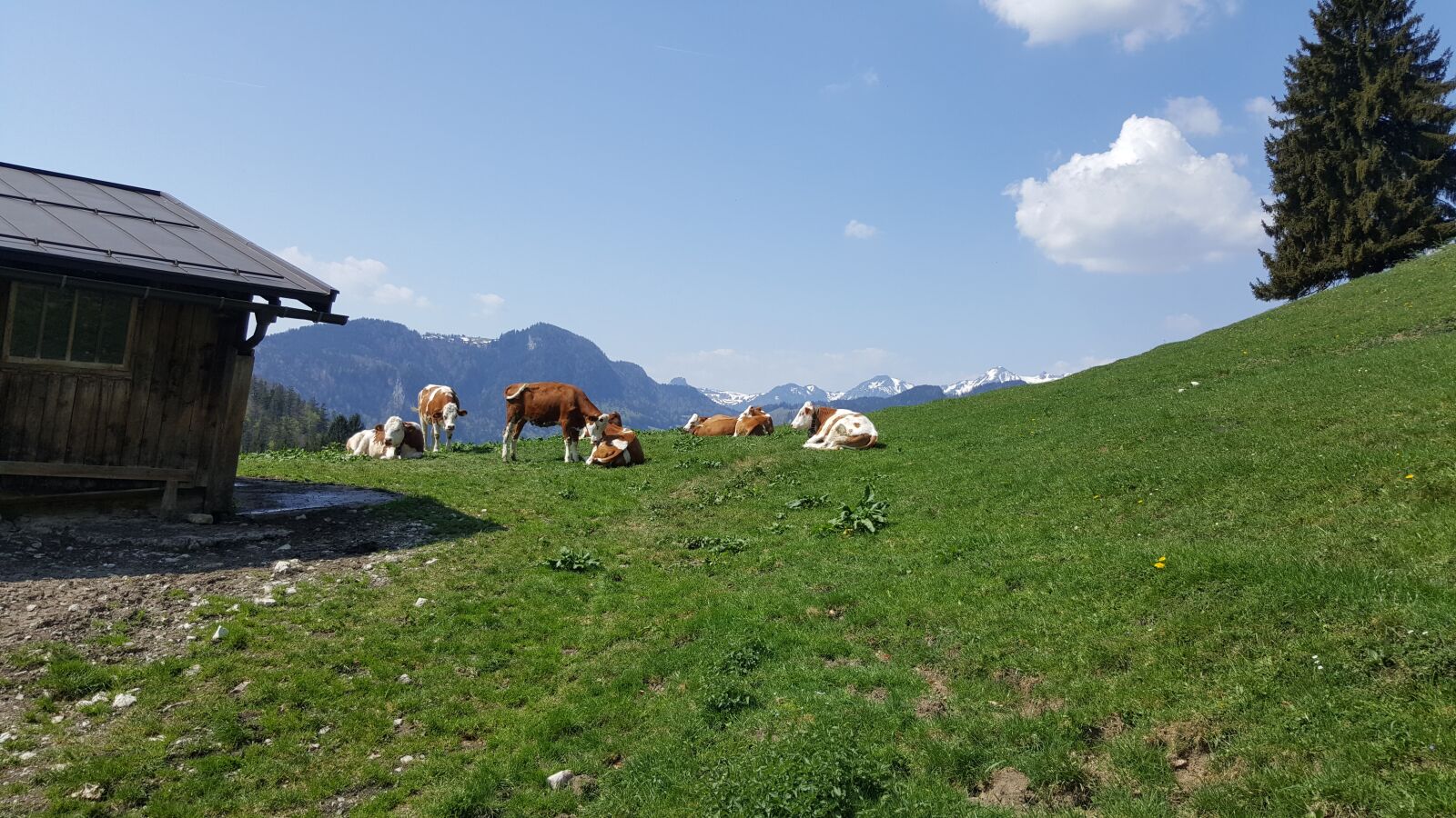 Samsung Galaxy S6 sample photo. Cow, cows, pasture photography