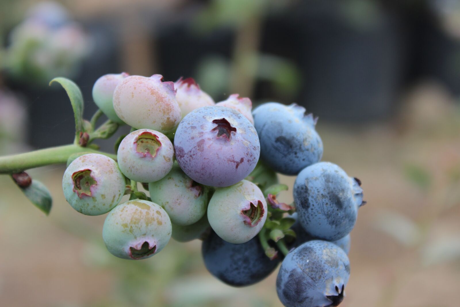 Canon EOS 600D (Rebel EOS T3i / EOS Kiss X5) sample photo. Plant blueberries, fruit, harvest photography