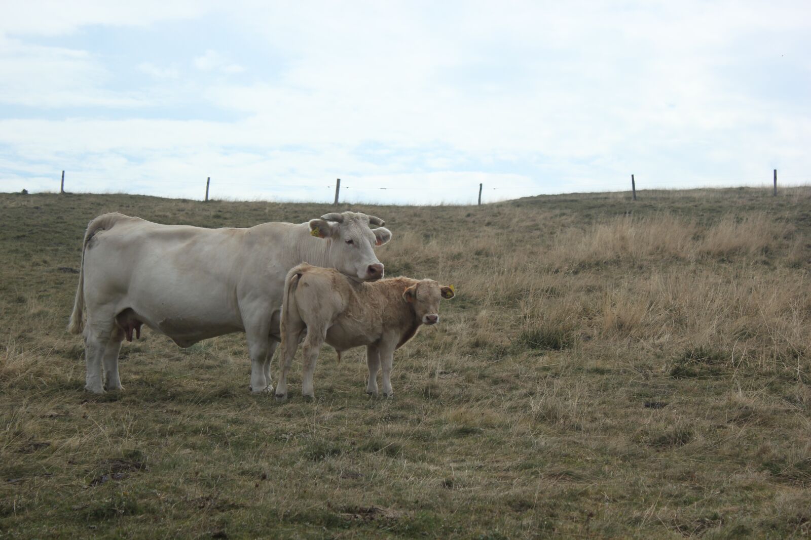 Canon EOS 550D (EOS Rebel T2i / EOS Kiss X4) sample photo. Cows, meadows, cow photography