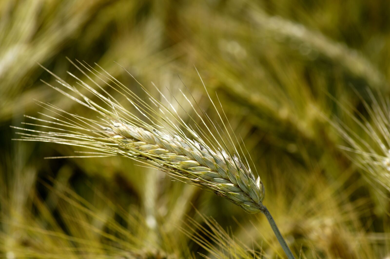 Sony SLT-A58 sample photo. Wheat, cereals, straw photography