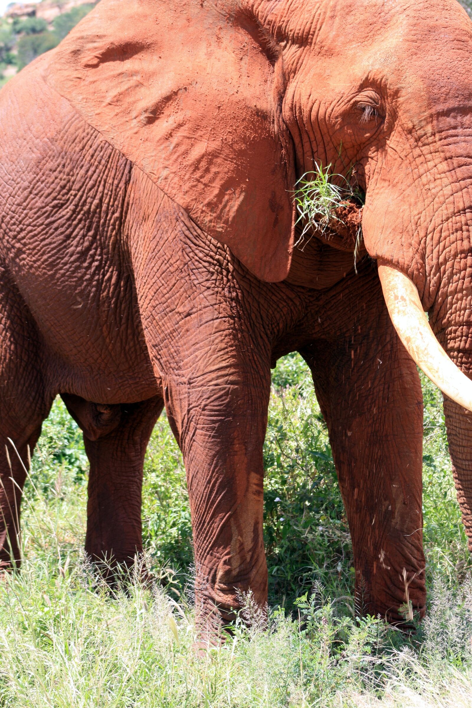 Canon EOS 1000D (EOS Digital Rebel XS / EOS Kiss F) sample photo. Elephant, africa, kenya photography