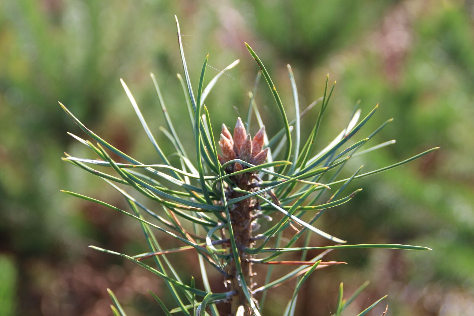 Canon EOS 700D (EOS Rebel T5i / EOS Kiss X7i) sample photo. Fir, needles, coniferous photography