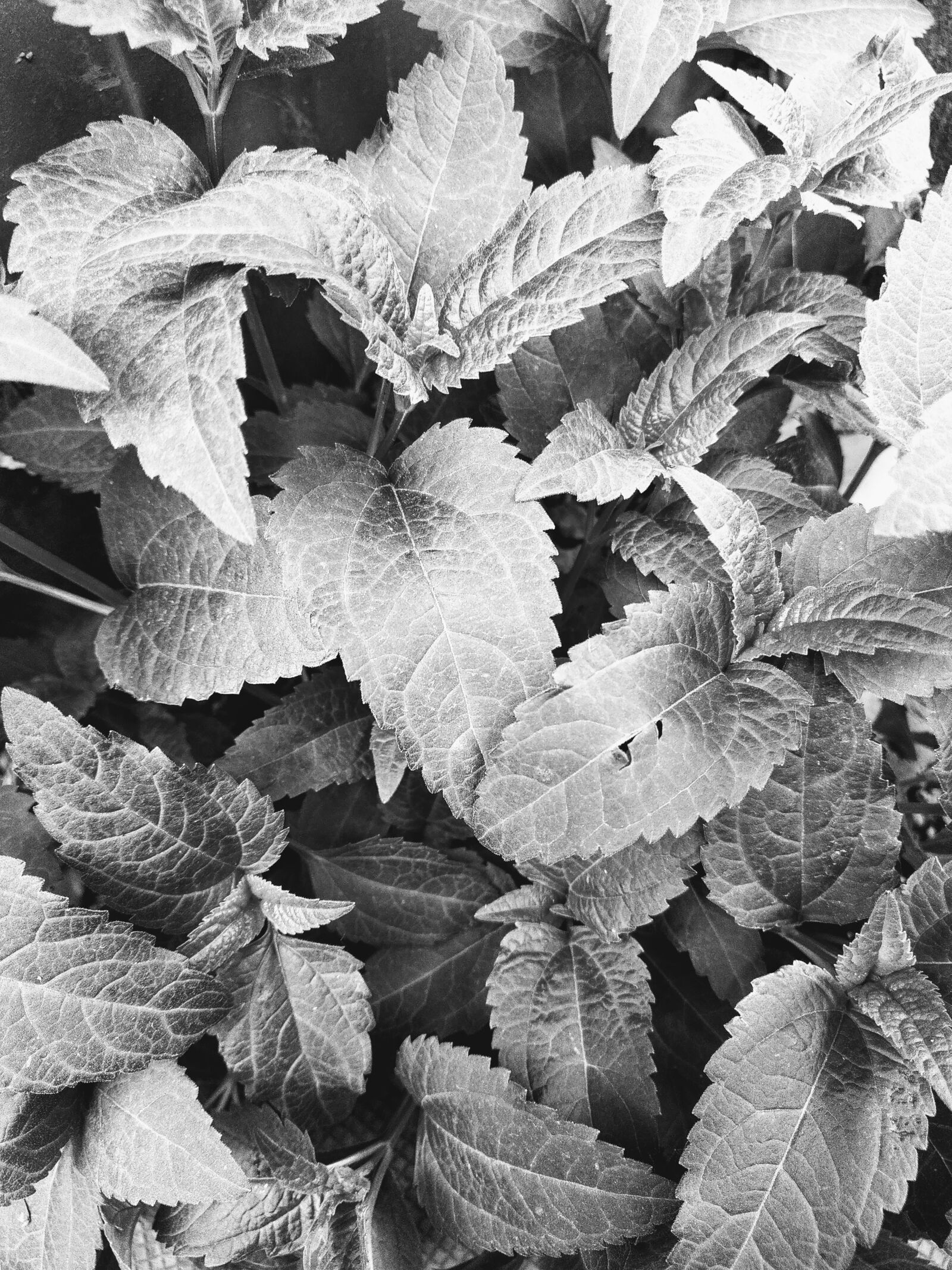 HMD Global Nokia 7.2 sample photo. Leaves, bw, nature photography