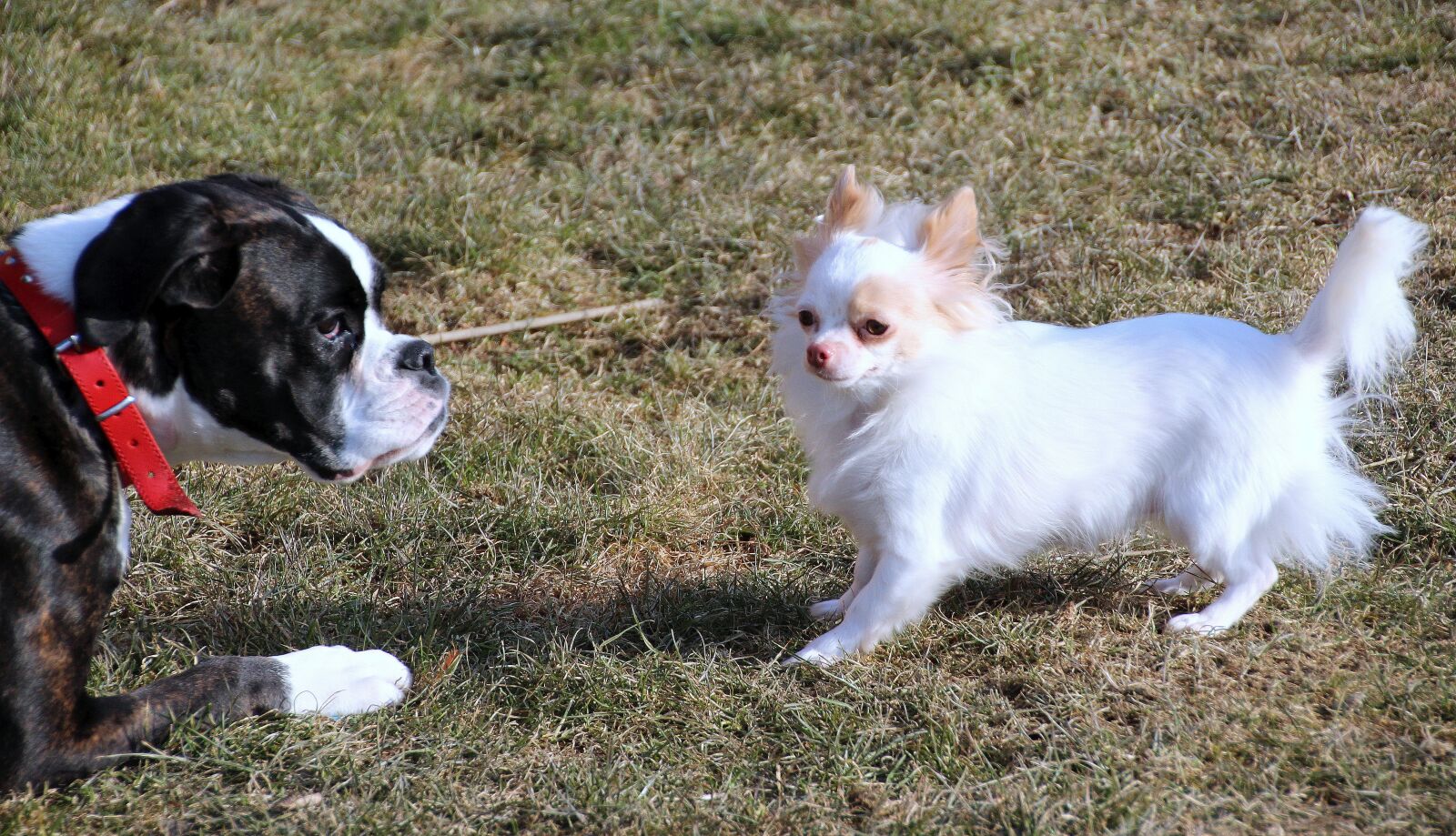 Canon EOS 650D (EOS Rebel T4i / EOS Kiss X6i) sample photo. Dogs, pets, boxer photography