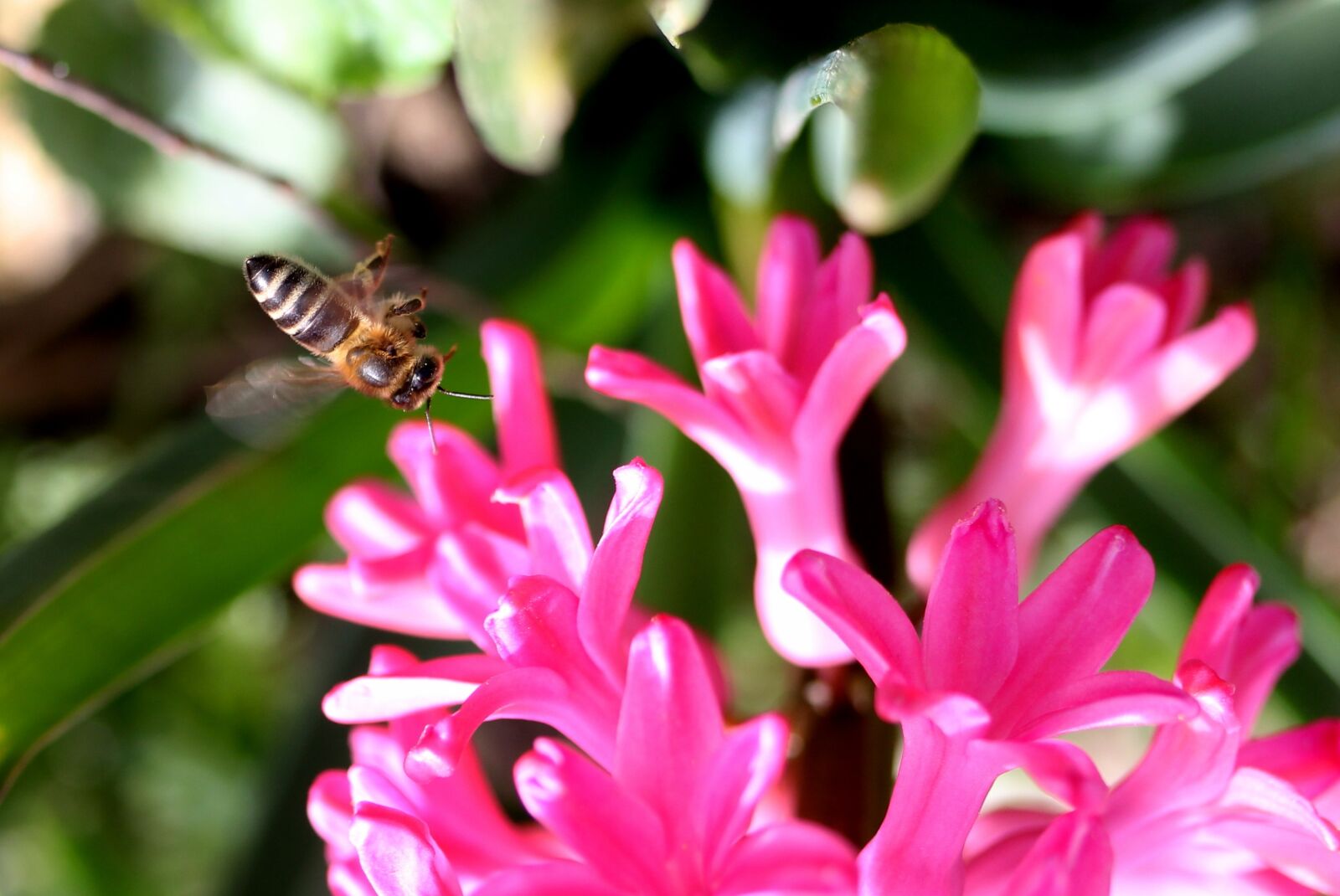 Canon EF-S 60mm F2.8 Macro USM sample photo. Hyacinth, bee, flight photography
