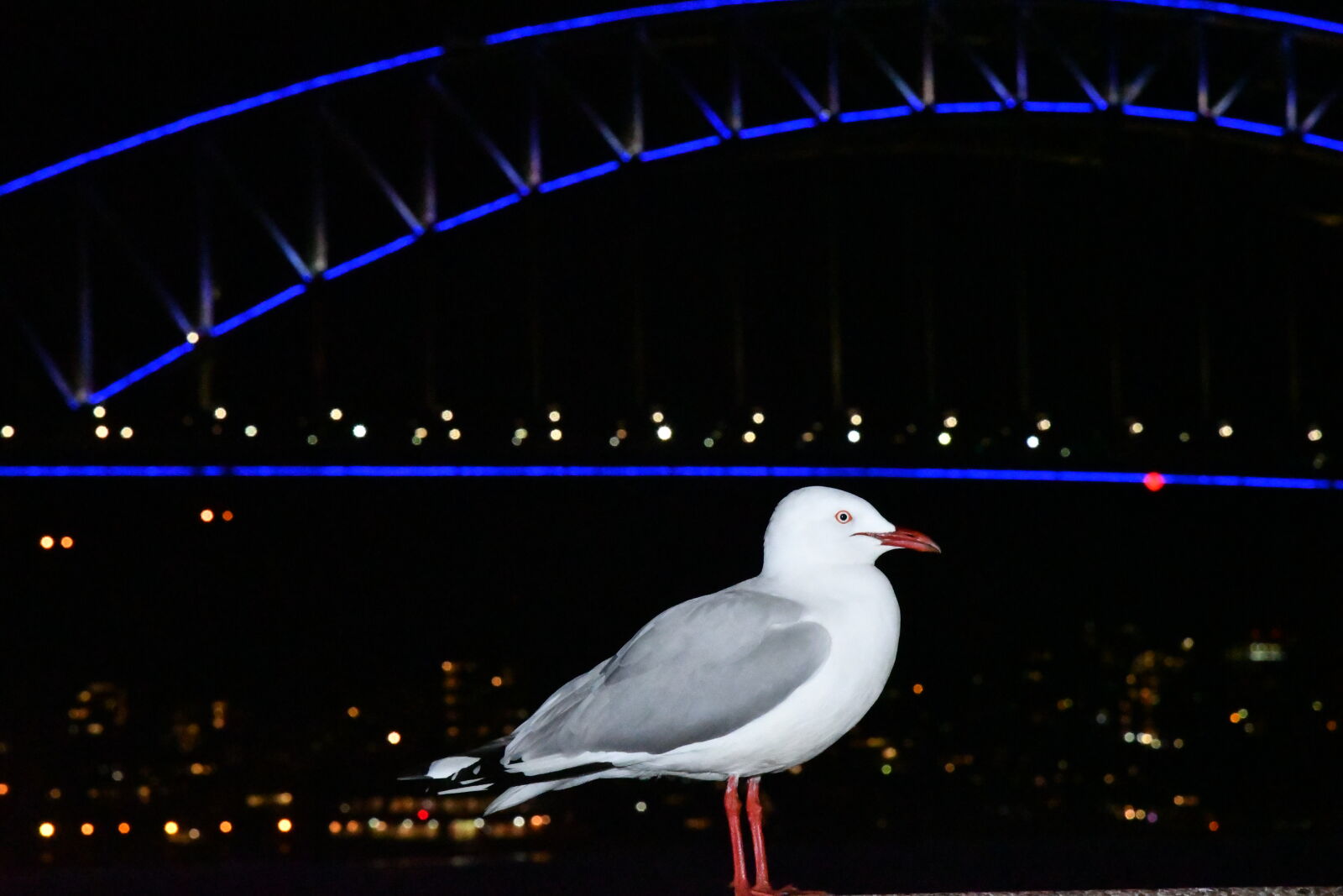 Nikon D500 sample photo. Seagull, sydney, harbour, bridge photography