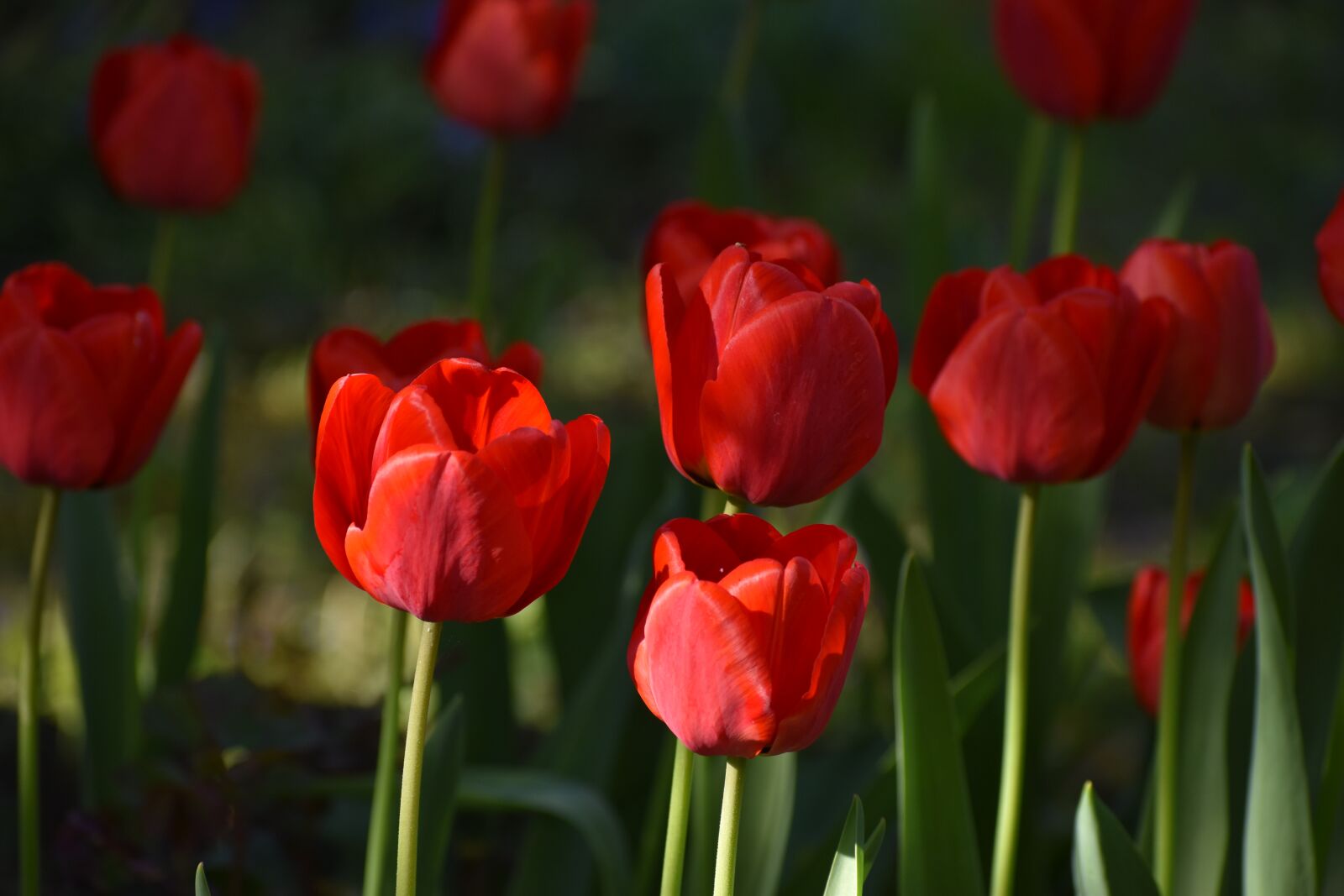 Nikon D3500 sample photo. Flowers, tulips, spring photography