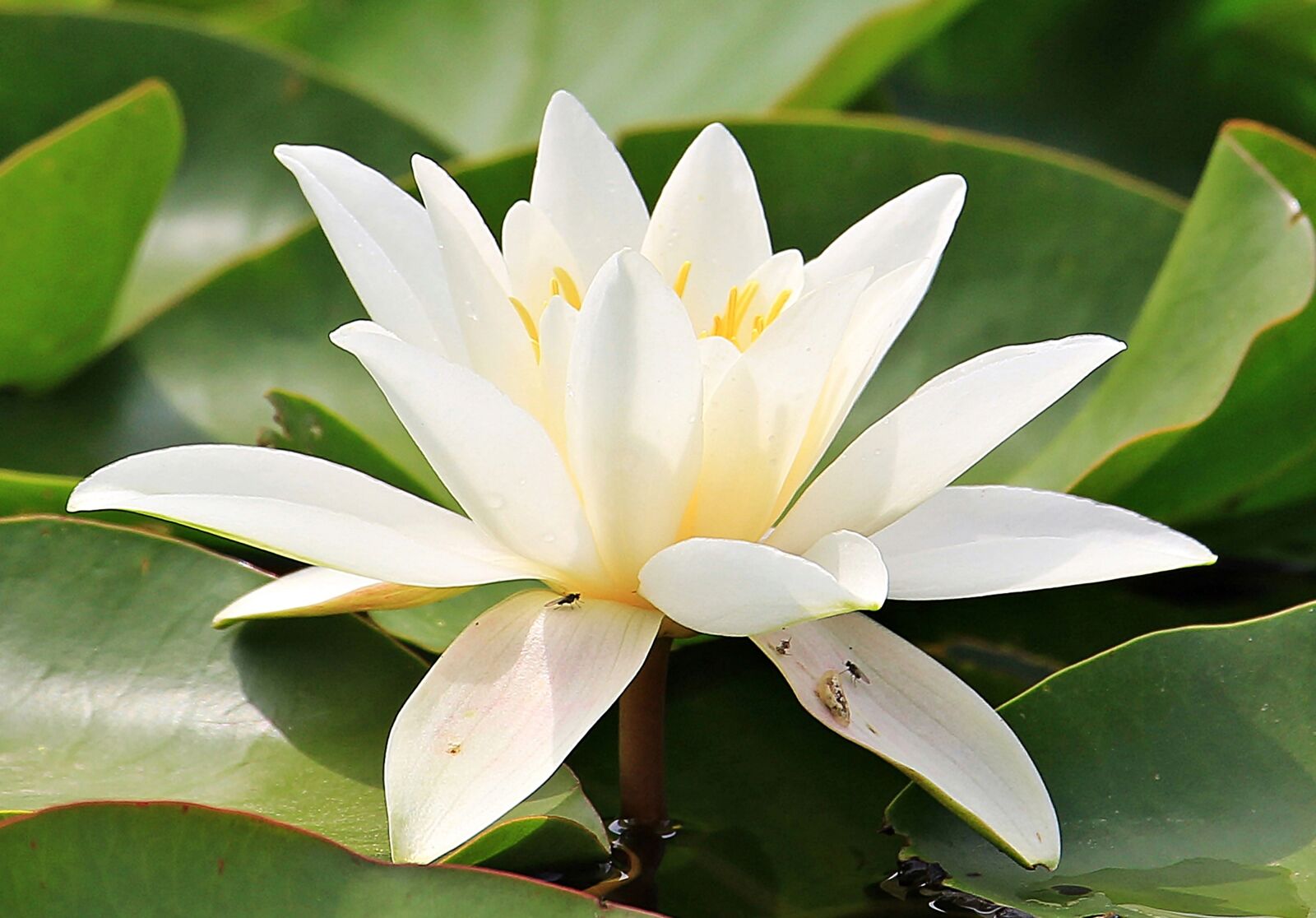 Canon EOS 550D (EOS Rebel T2i / EOS Kiss X4) sample photo. Water lily, nuphar lutea photography