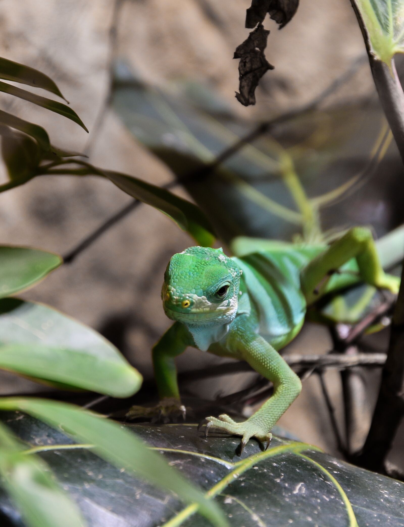 Canon EOS 70D sample photo. Tree monitor, lizard, reptile photography