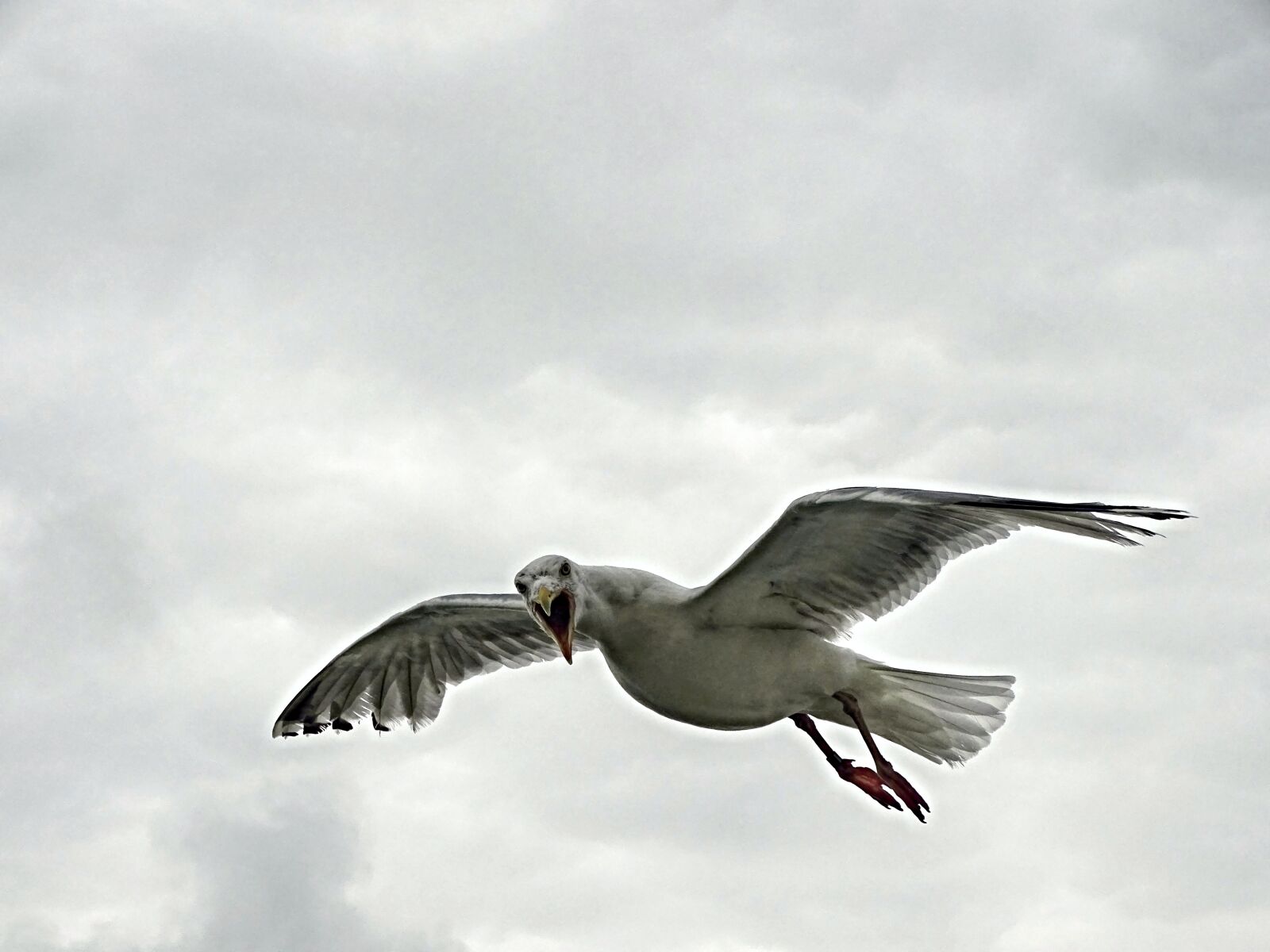 Sony Cyber-shot DSC-HX400V sample photo. Seagull, flight, seevogel photography
