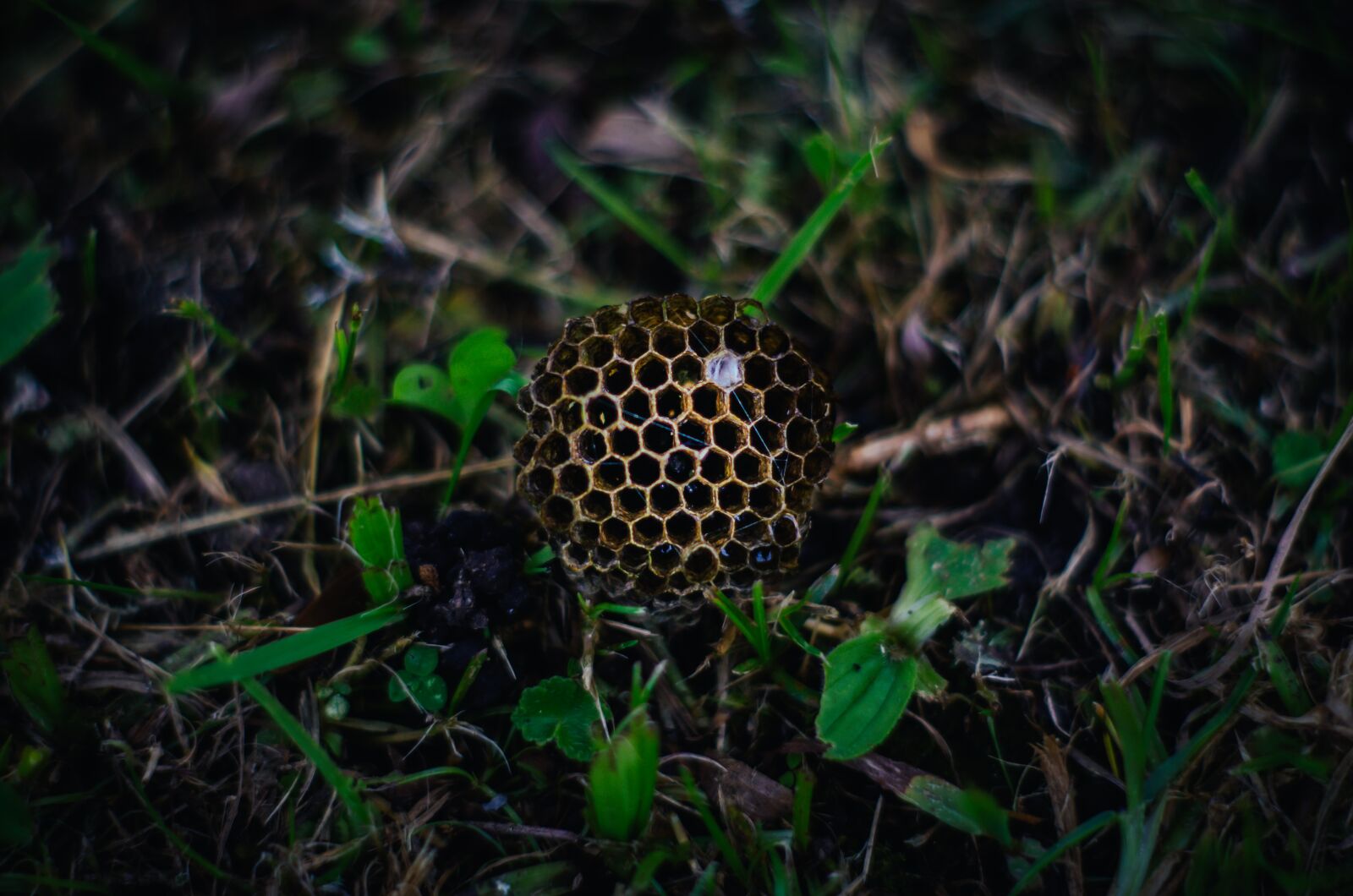 Nikon D5100 sample photo. Abeja, abejas, miel photography
