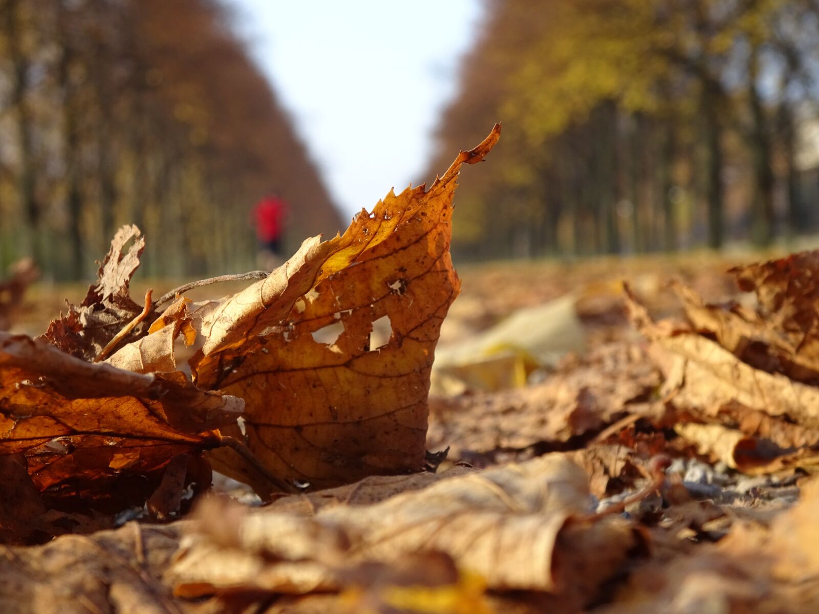 Sony Cyber-shot DSC-WX350 sample photo. Autumn, musim gugur, leaves photography