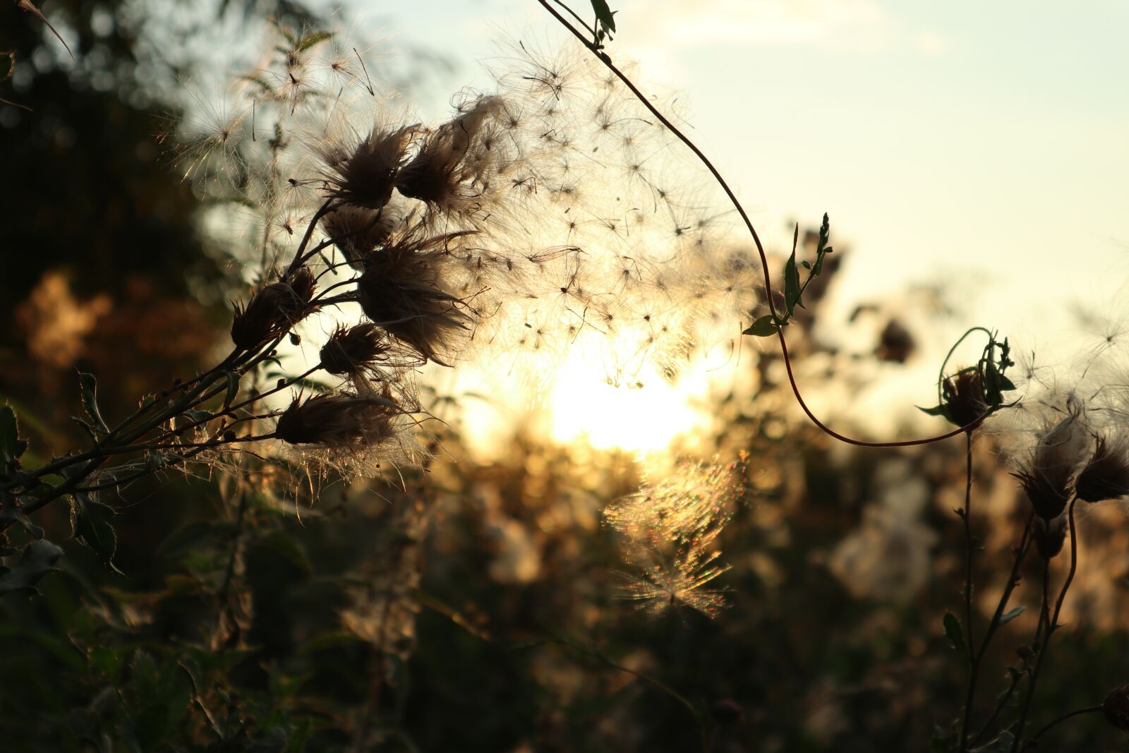 Canon EOS M6 + Canon EF-M 15-45mm F3.5-6.3 IS STM sample photo. Meadow, thistle, west photography