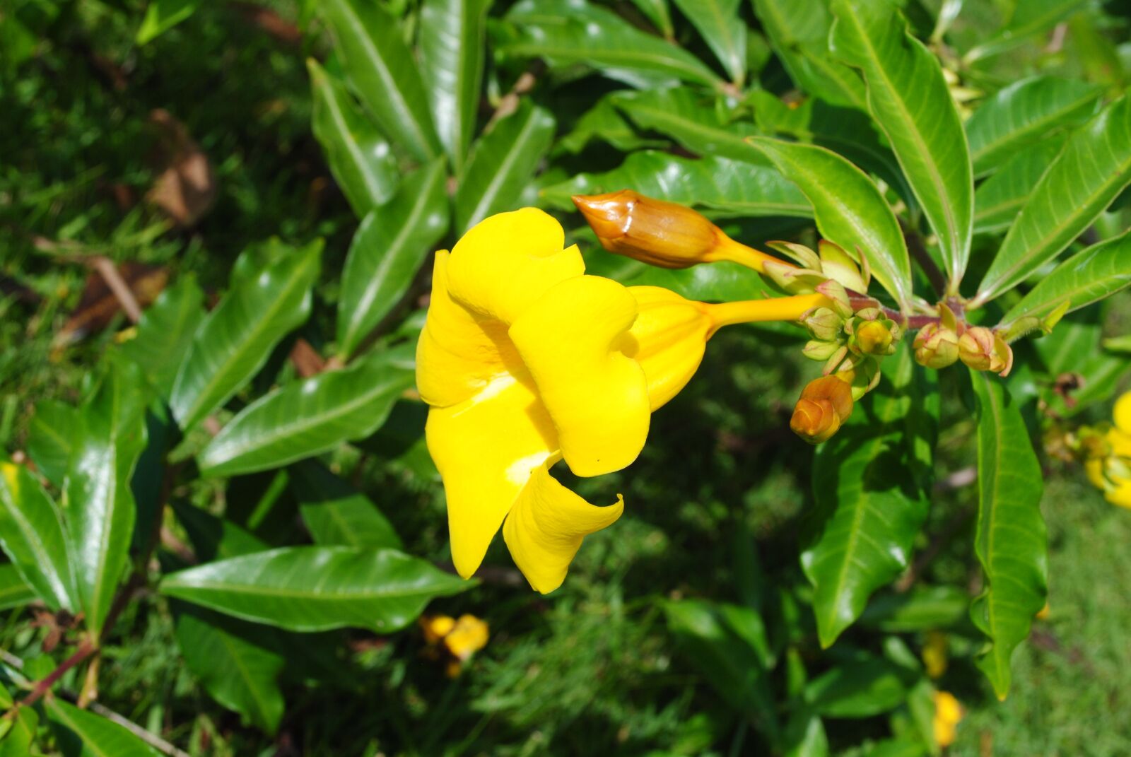 Nikon D3000 sample photo. Flowers, yellow, landscape photography