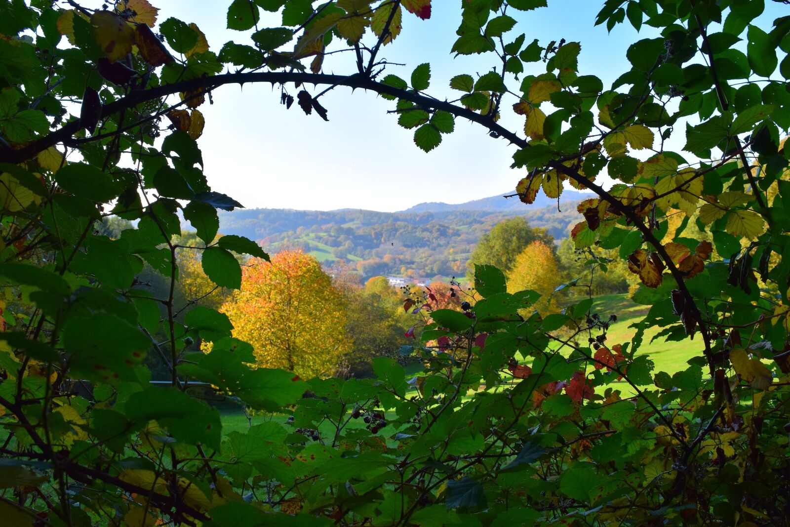 Nikon D5300 sample photo. Nature, autumn, hedge photography
