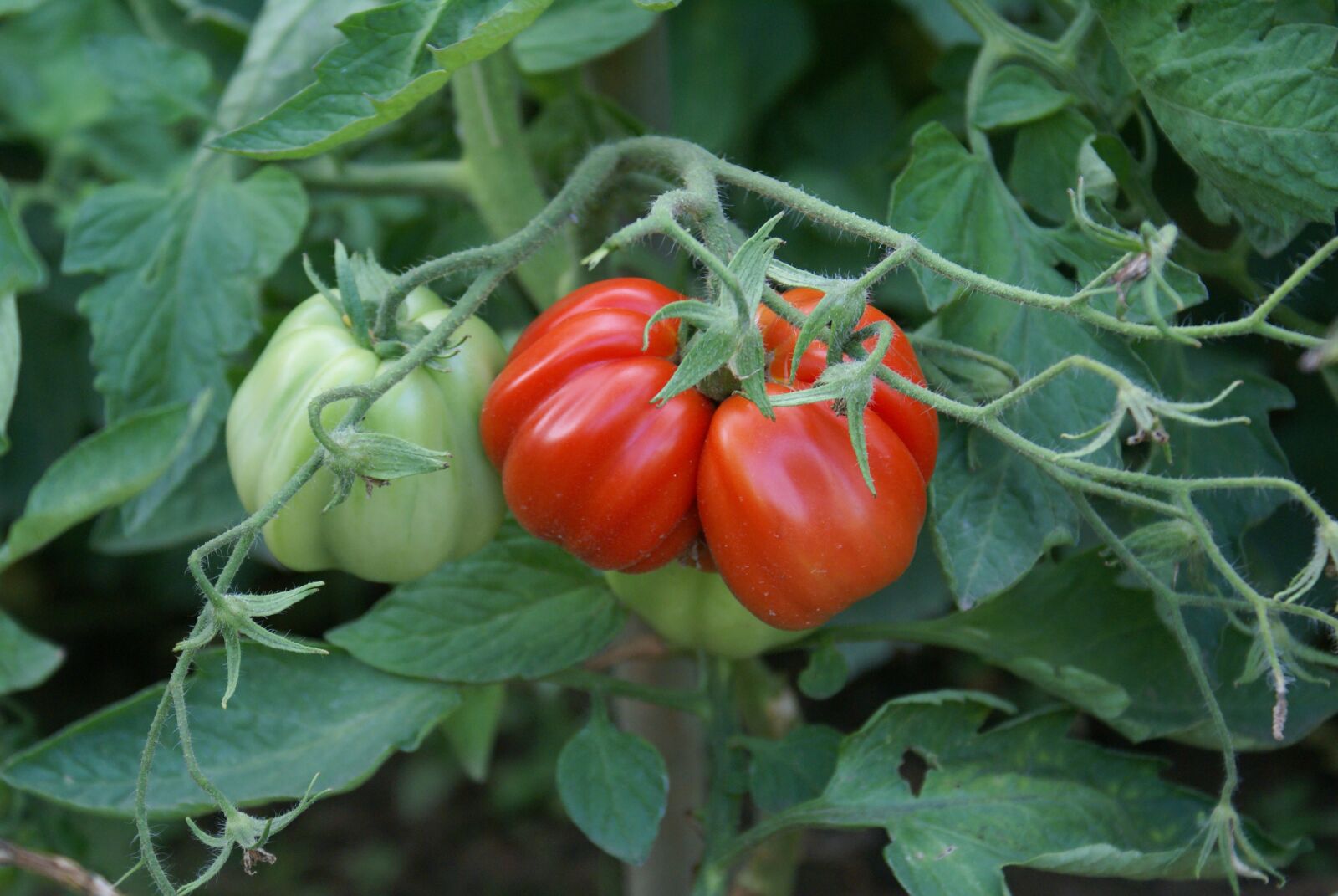 Sony Alpha DSLR-A100 sample photo. Tomatoes, riesen, appetizing photography
