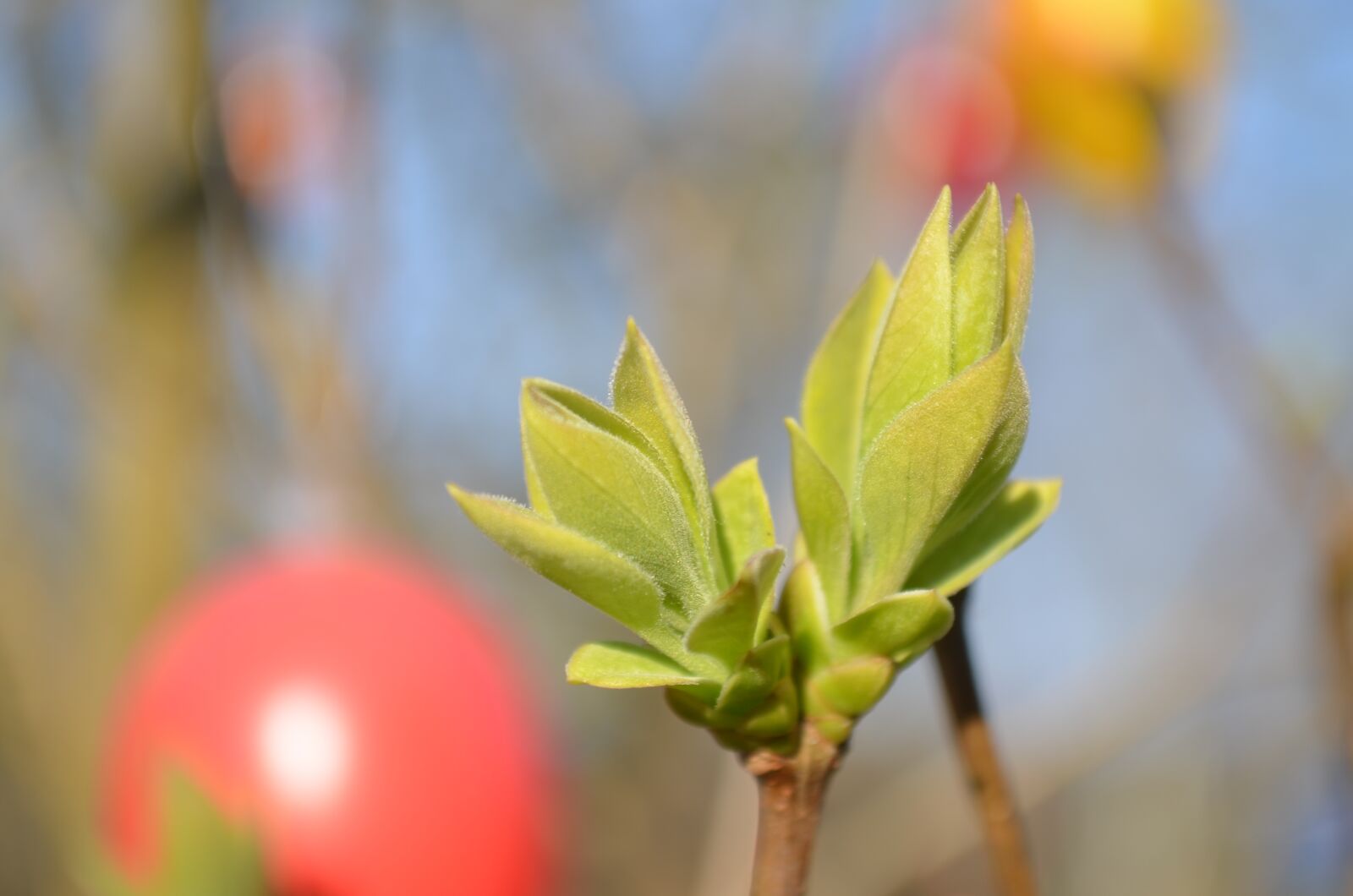 Nikon D5100 sample photo. Bud, spring, easter photography