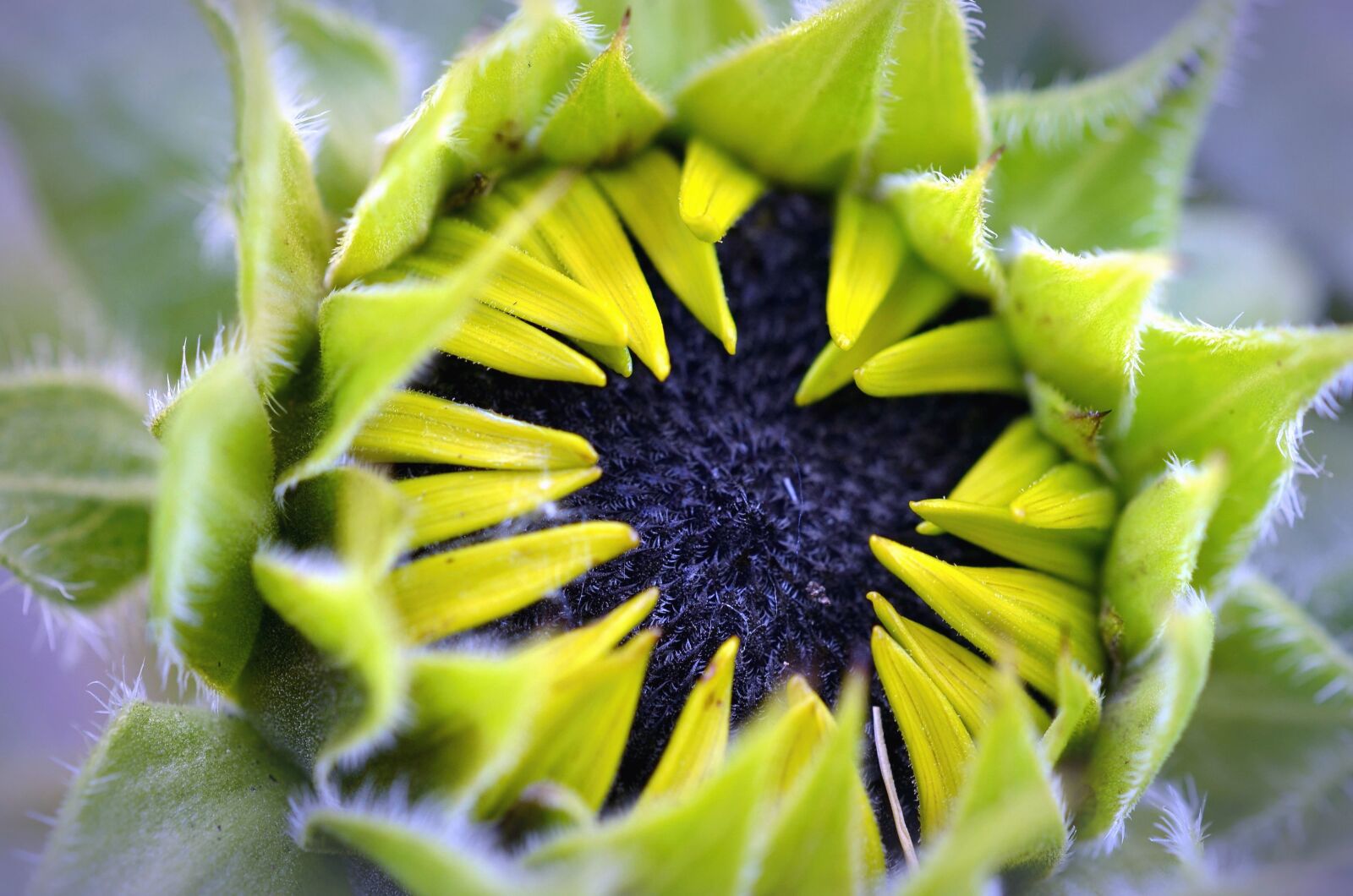 Nikon D5100 sample photo. Sunflower, plant, seed, bloom photography
