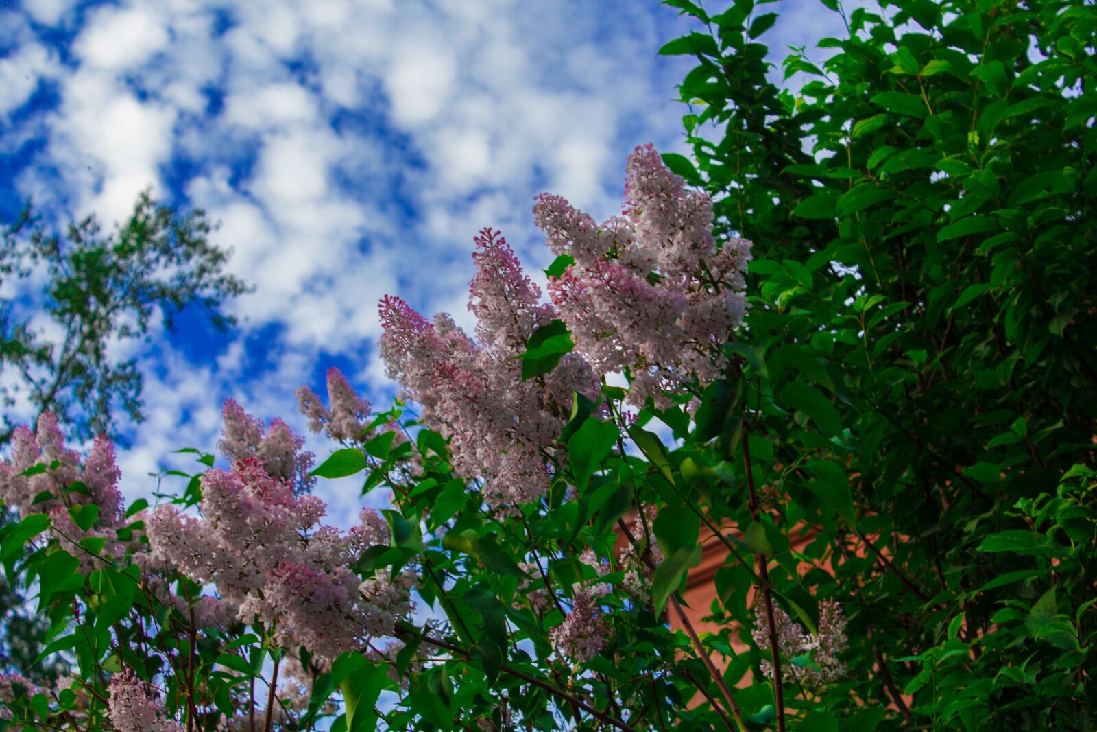 Canon EOS 1200D (EOS Rebel T5 / EOS Kiss X70 / EOS Hi) sample photo. Lilac, flowers, purple photography